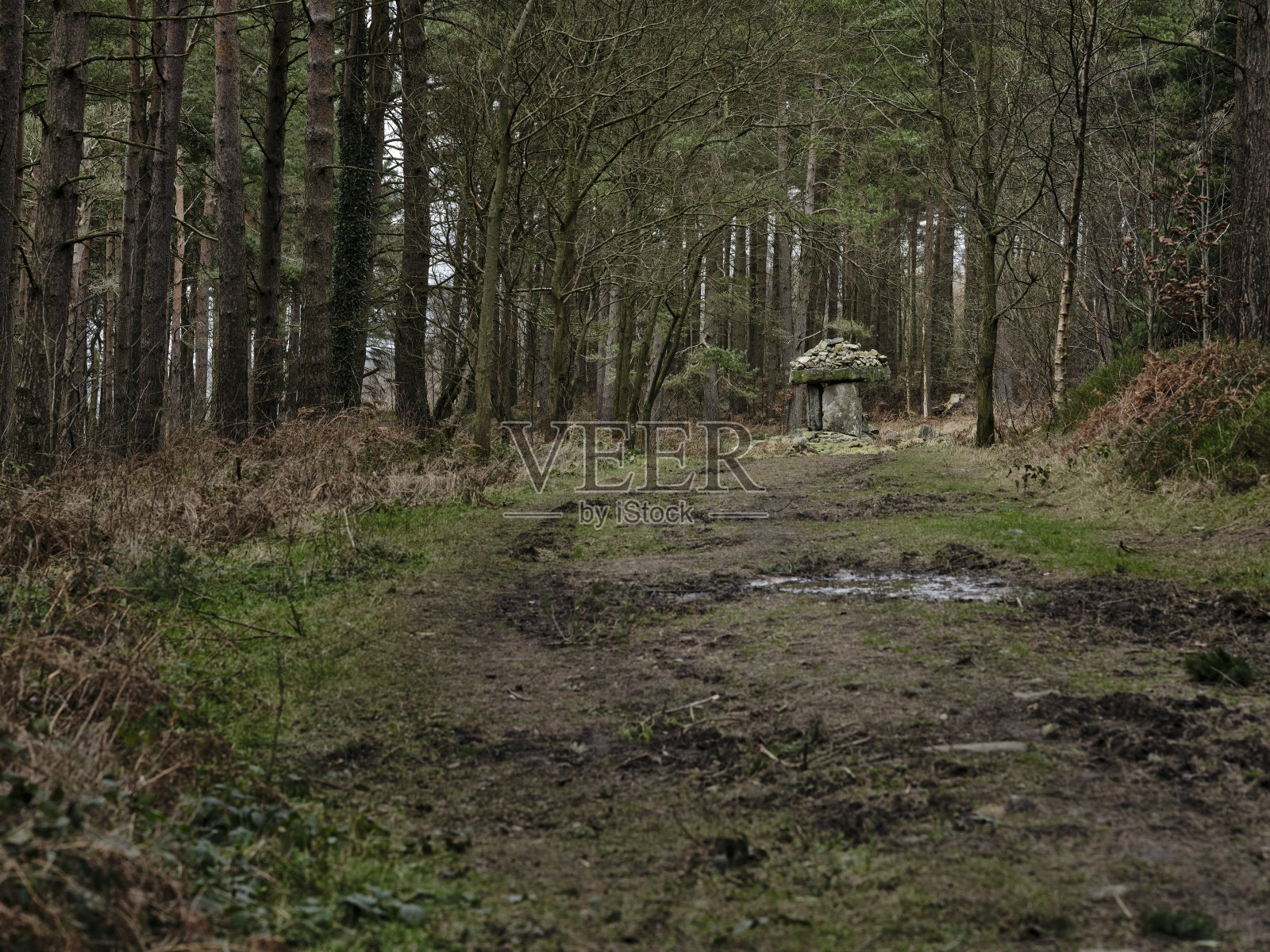 林地照片摄影图片