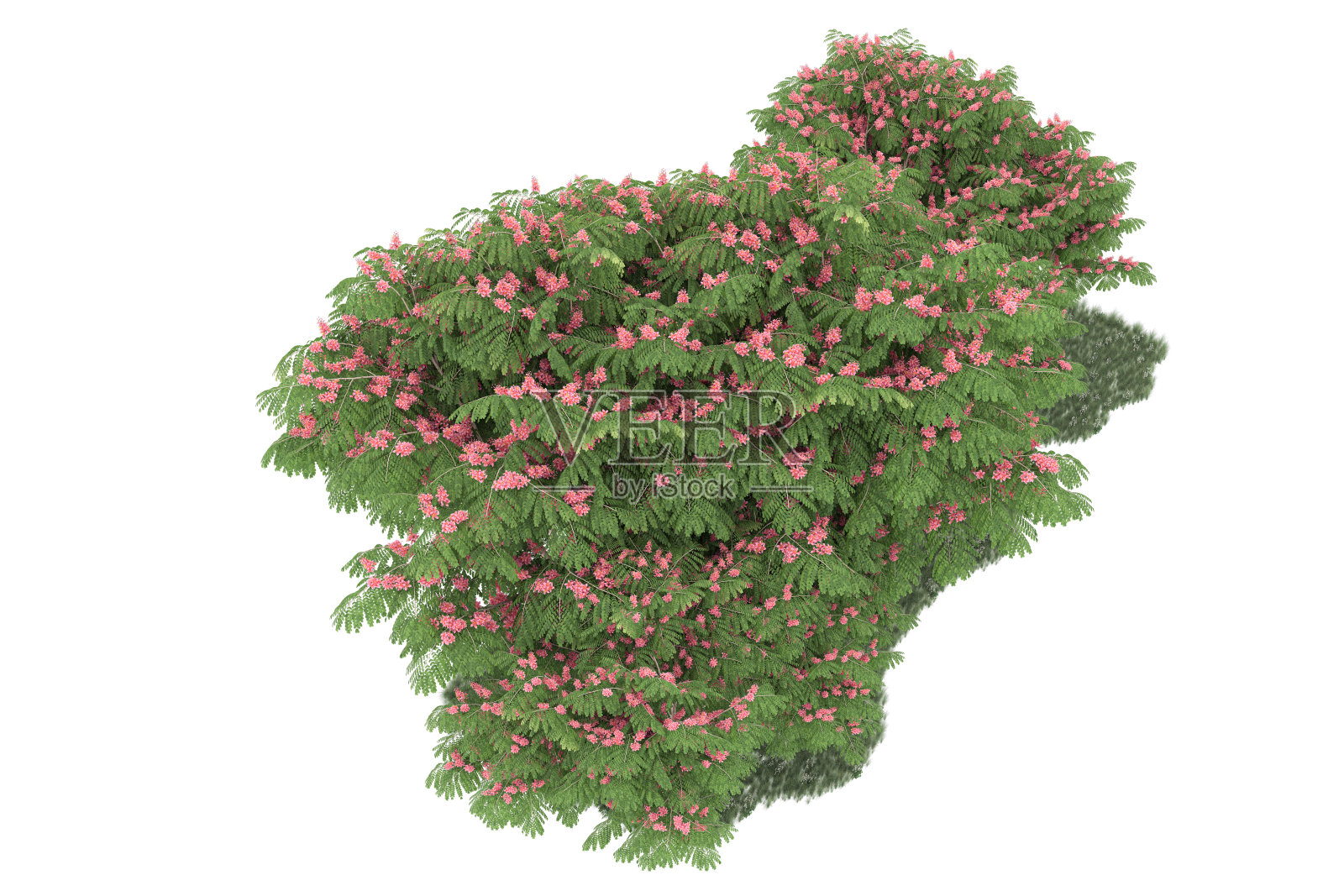 福雷斯特安排孤立的背景。三维渲染-插图描述照片摄影图片