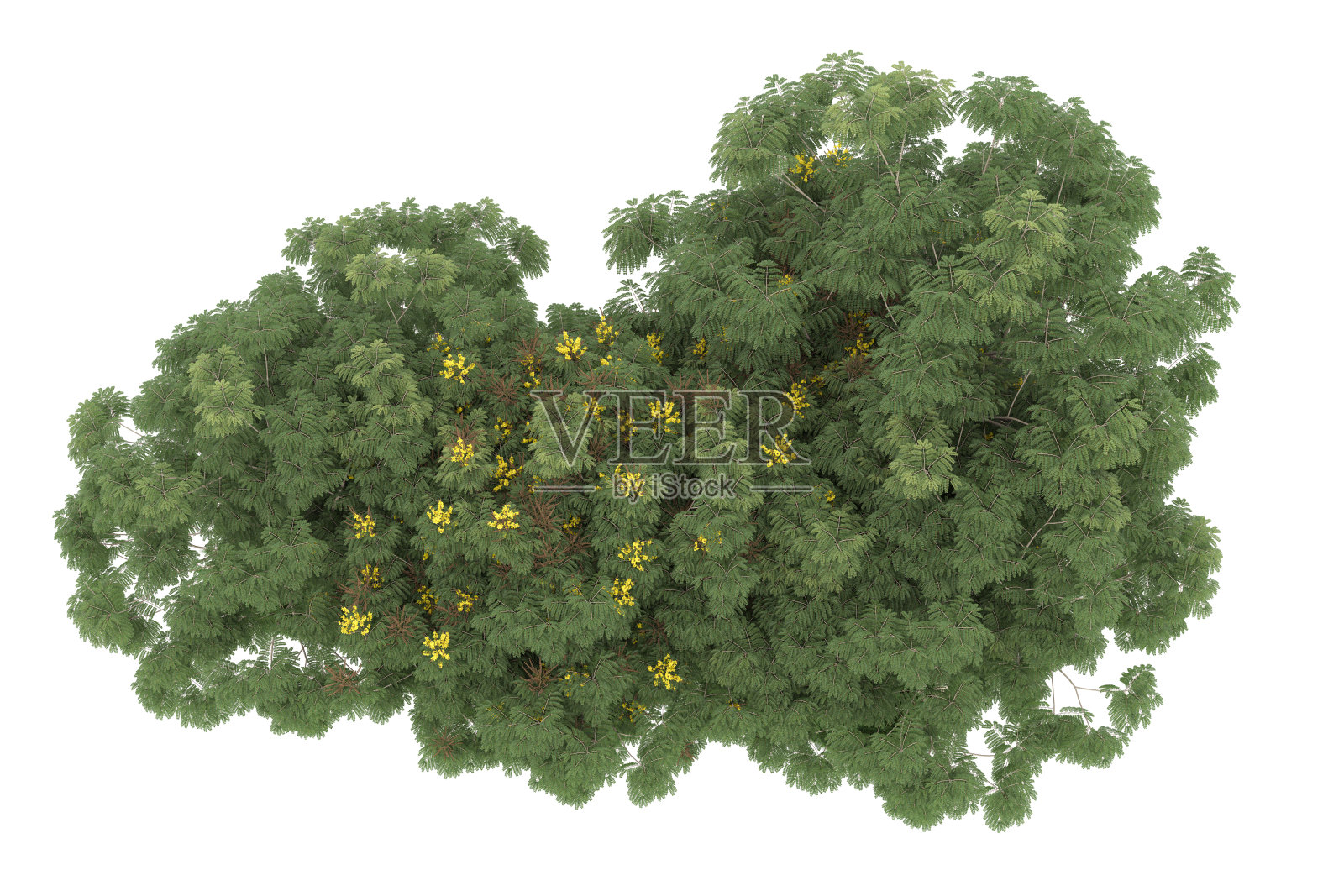 福雷斯特安排孤立的背景。三维渲染-插图描述照片摄影图片