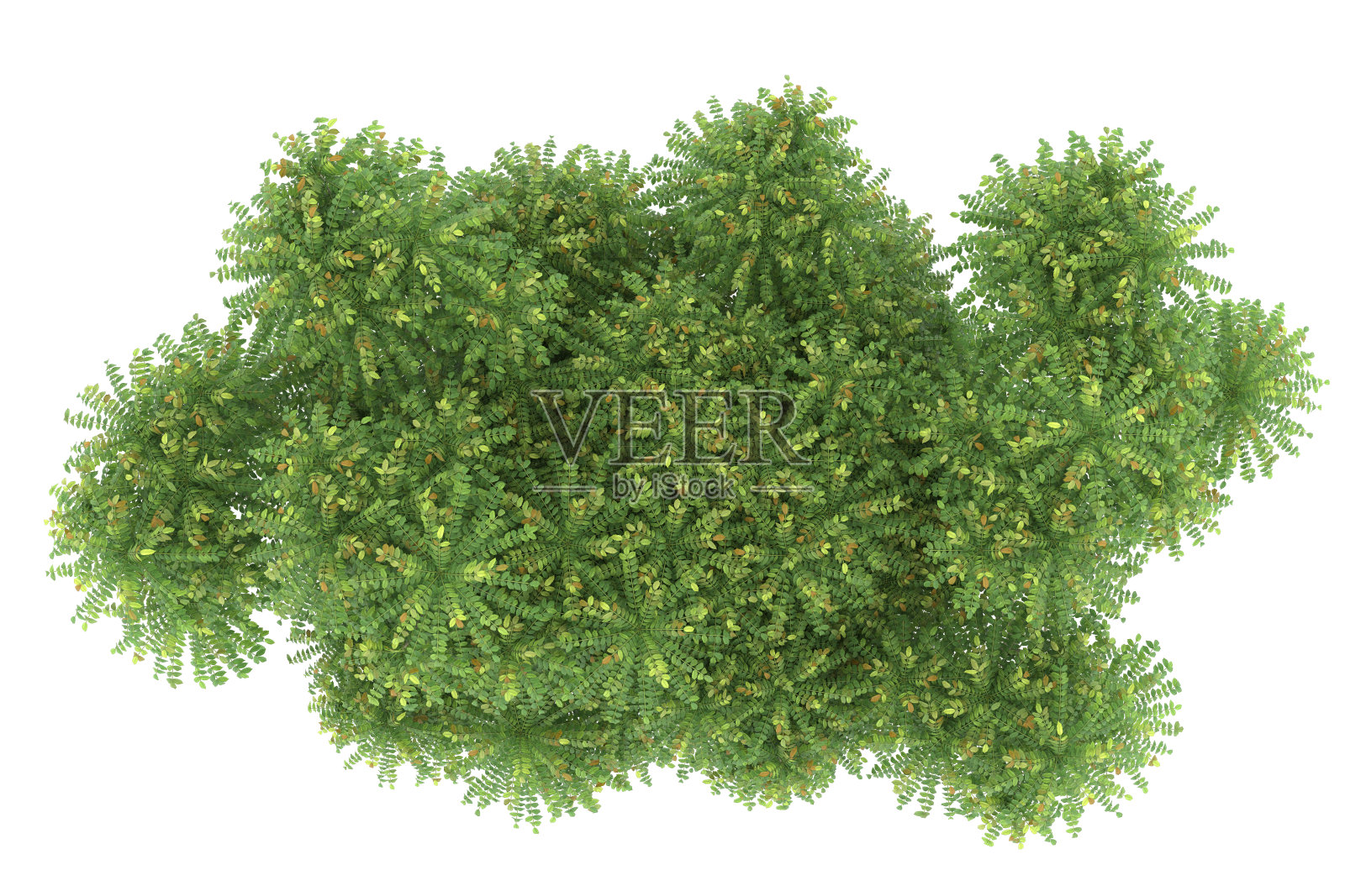 福雷斯特安排孤立的背景。三维渲染-插图描述照片摄影图片