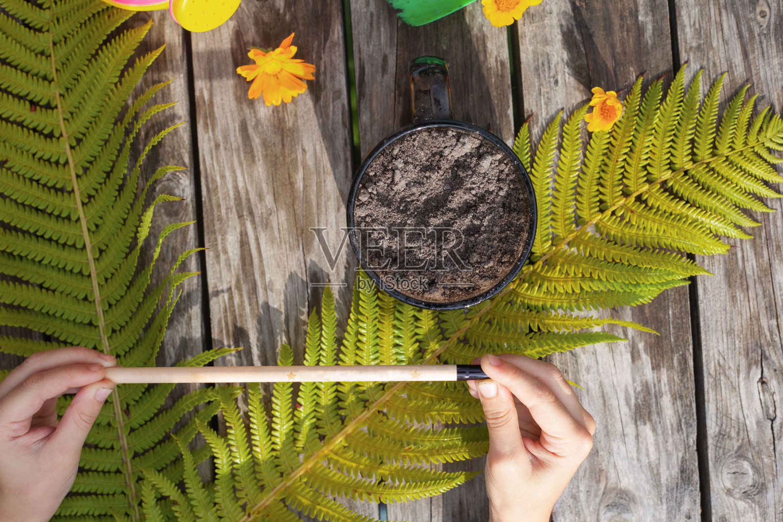 孩子手里拿着一支有种子的铅笔。在花盆里播种照片摄影图片