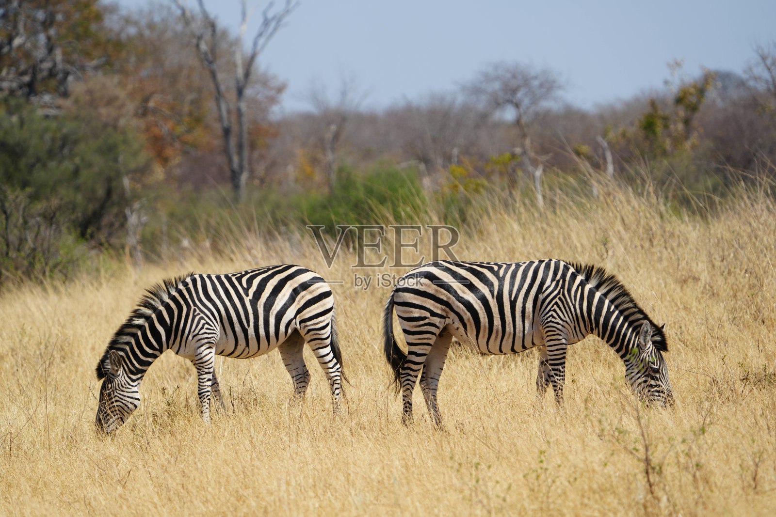 一对斑马照片摄影图片
