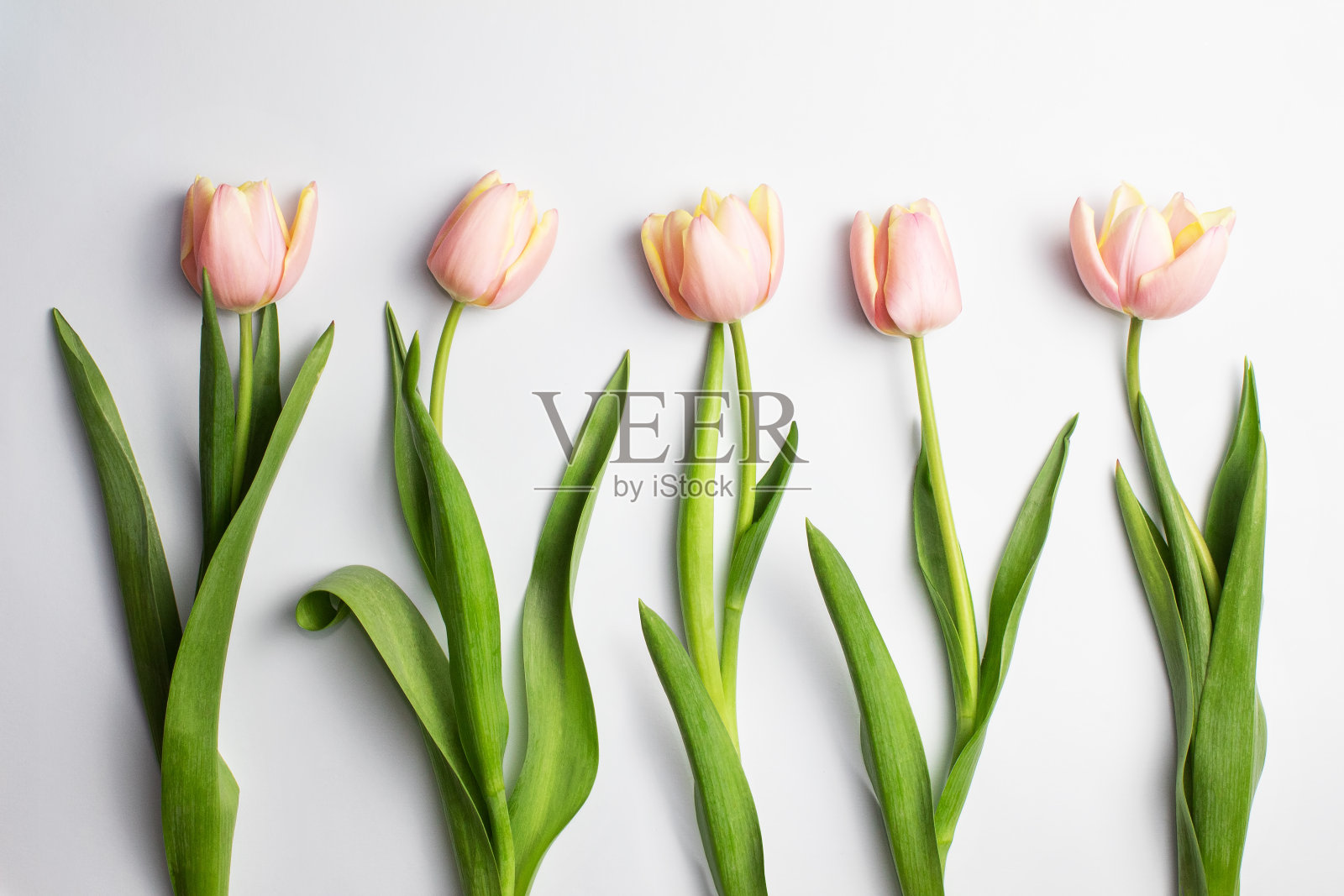 白色背景上的五朵粉红色和白色郁金香。郁金香收藏，春暖花开娇艳。内容为生日，情人节，妇女节。平铺，俯视图，特写，复制空间照片摄影图片