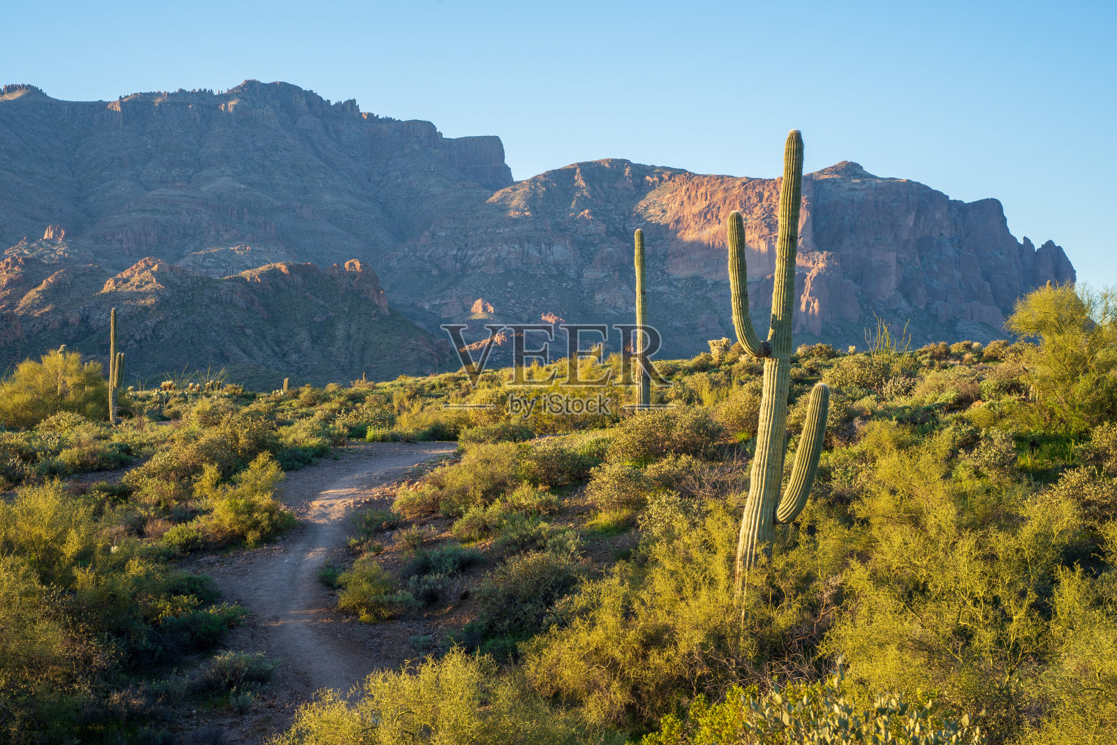 在晨光中，Hackberry Springs小径通向迷信山脉照片摄影图片