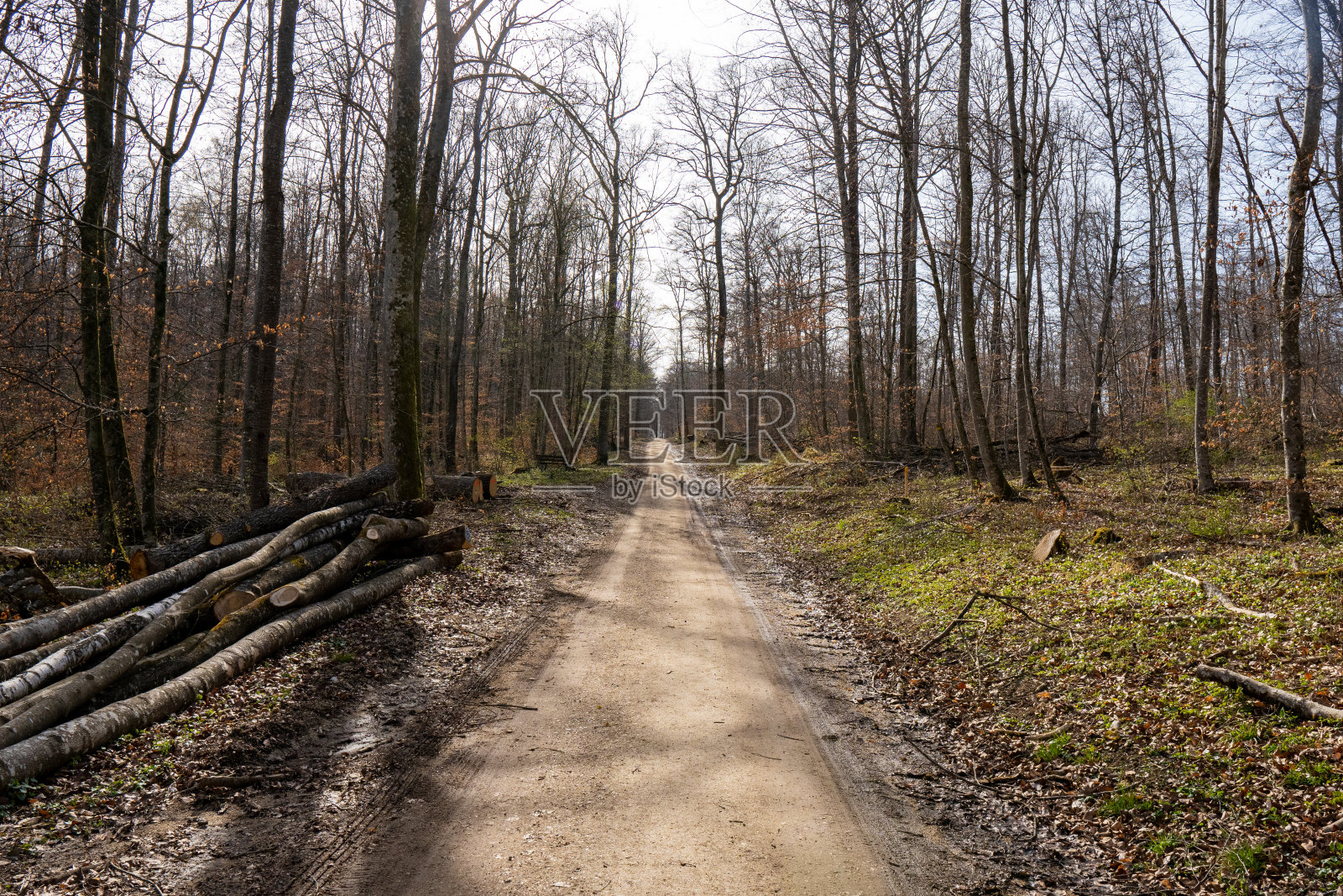 路在树林里日光下秋景照片摄影图片