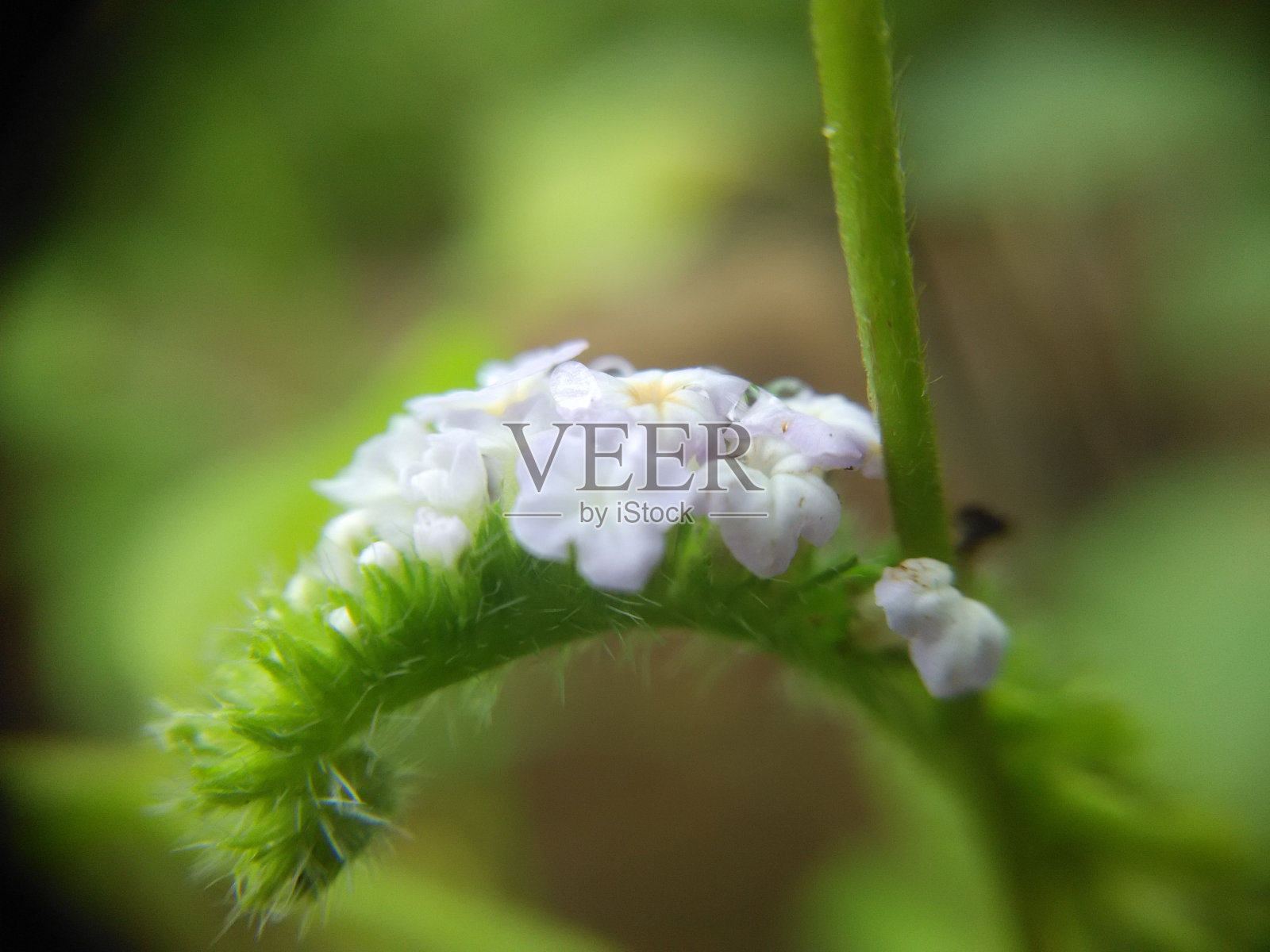 天竺葵，俗称印度天竺葵。野生和美丽的花。照片摄影图片