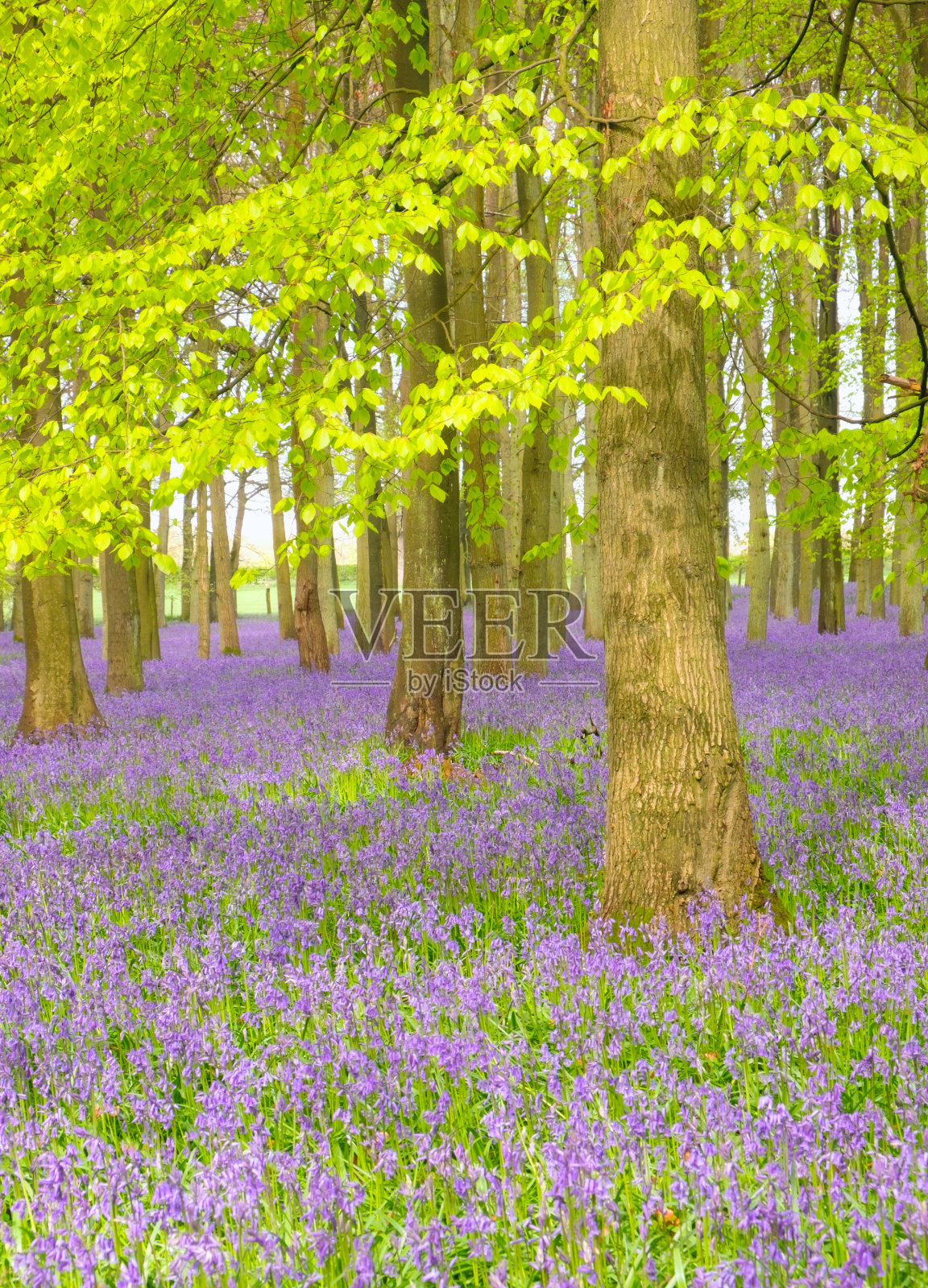 英国山毛榉林中的风信子照片摄影图片