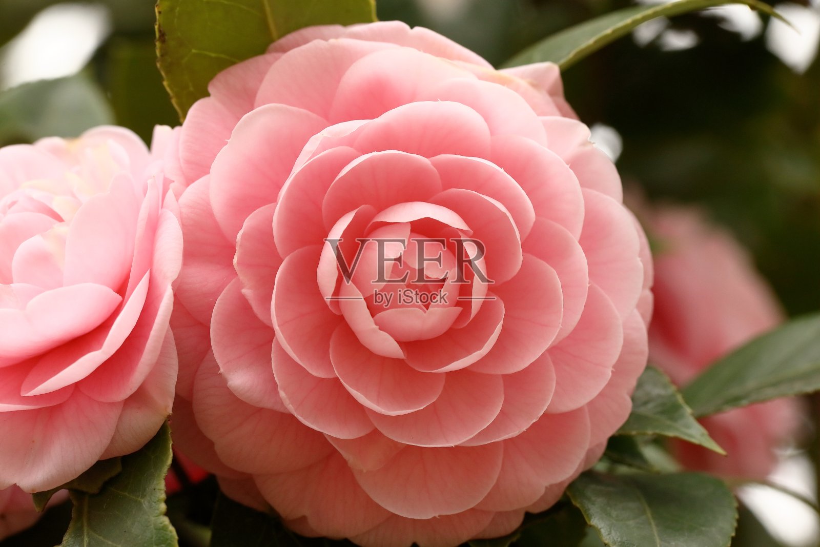 春天盛开的山茶花照片摄影图片