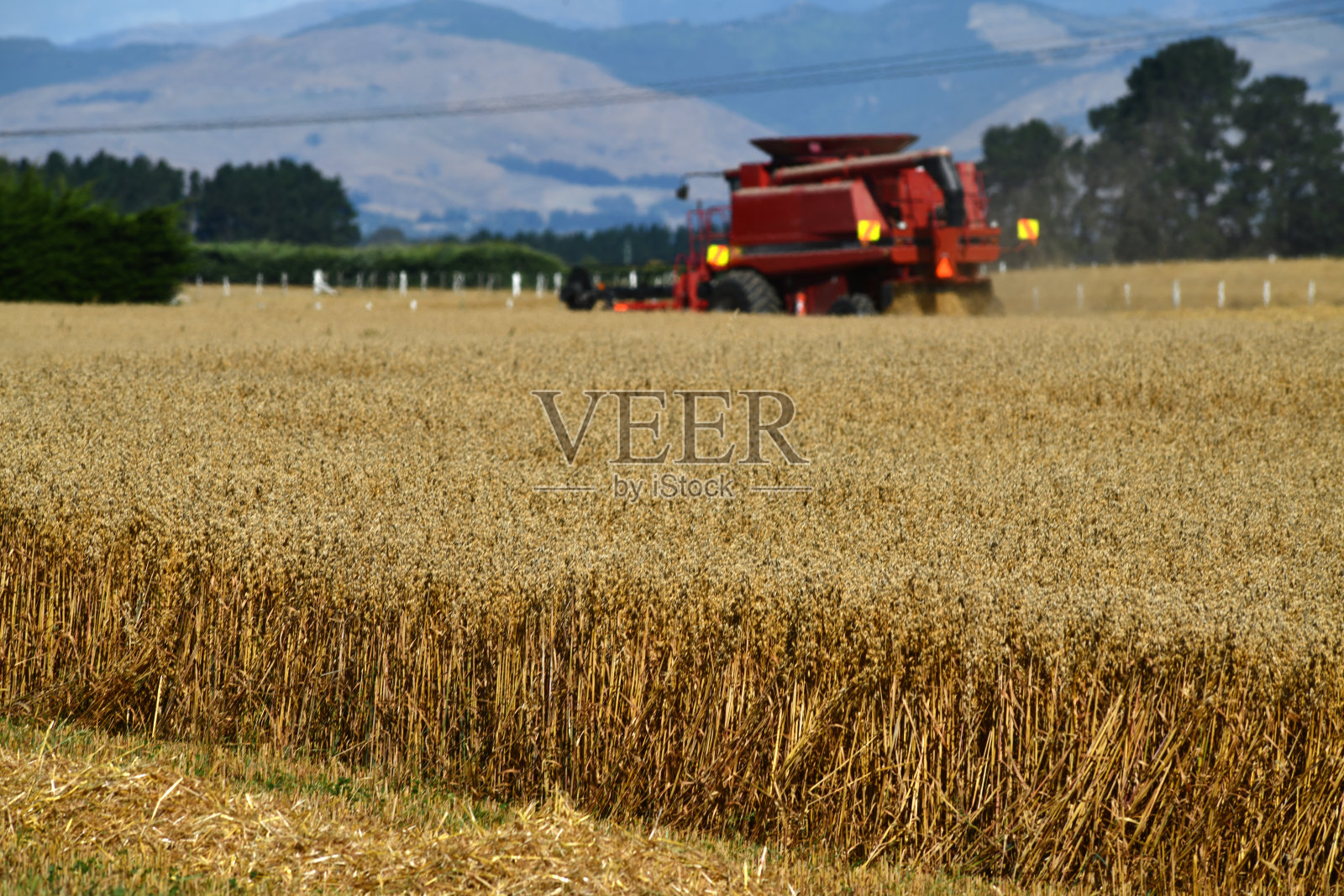 在小麦收获的时候照片摄影图片
