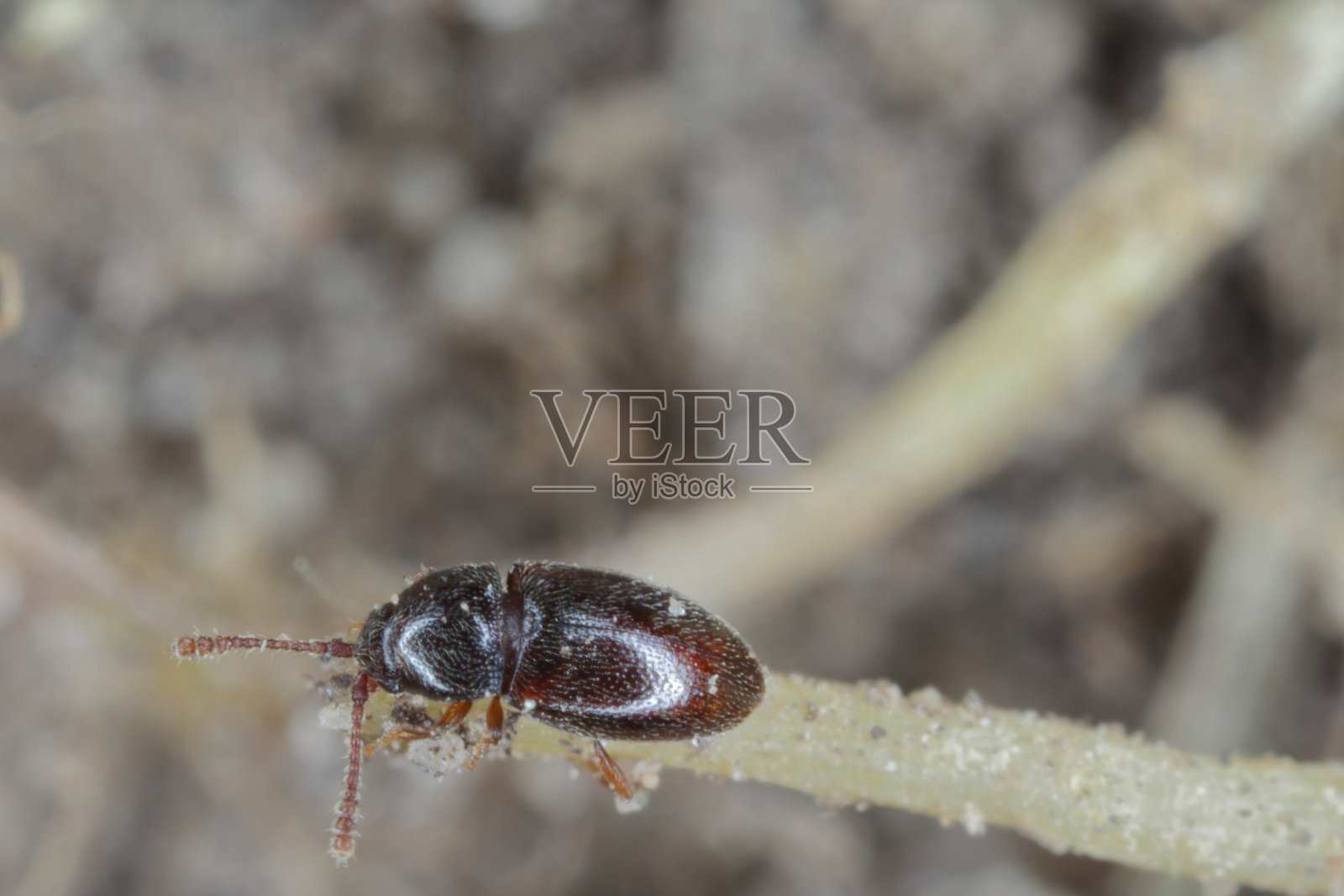 在甜菜根上的侏儒金龟子。这是甜菜播种后不久的一种危险害虫。照片摄影图片