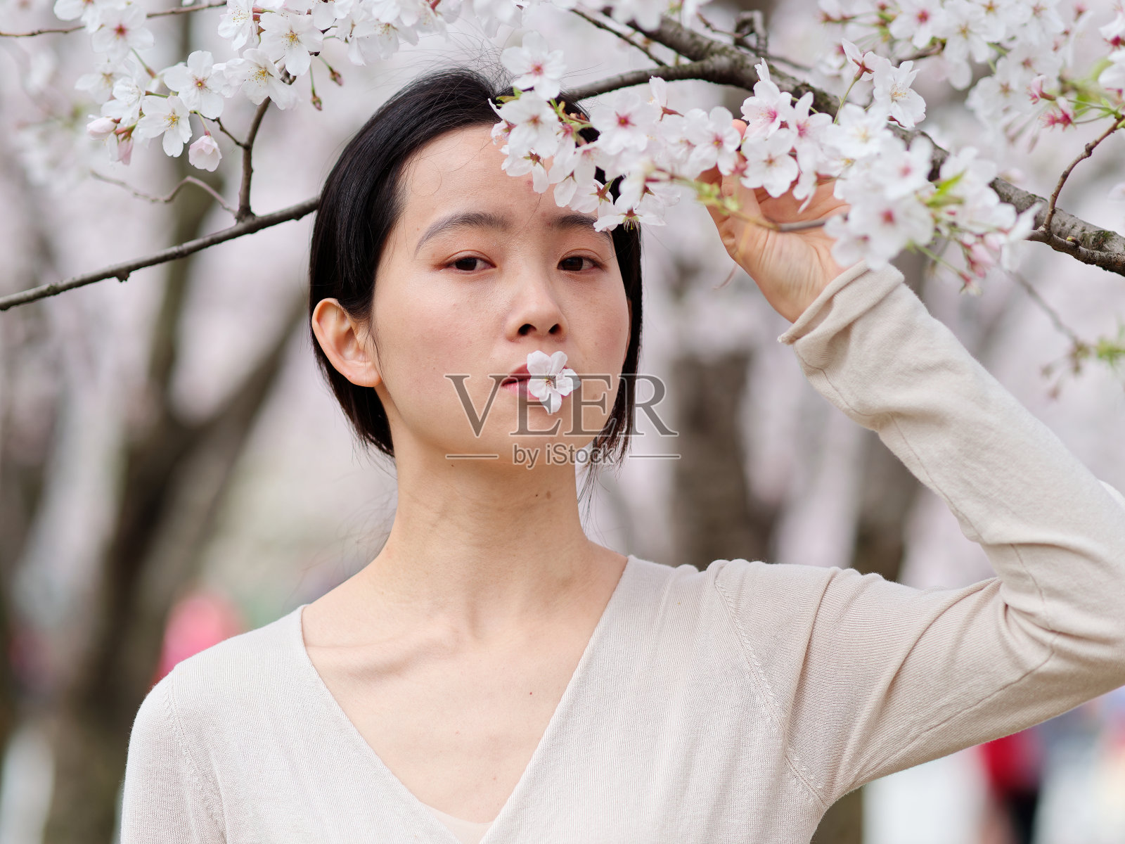 美丽的年轻中国女孩的户外肖像与盛开的白色樱花背景在春天的花园，美丽，夏天，情感，生活方式，表达和人的概念。照片摄影图片
