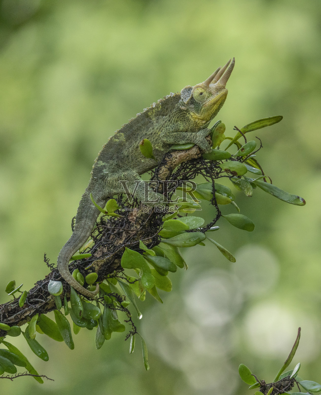 杰克逊的变色龙照片摄影图片