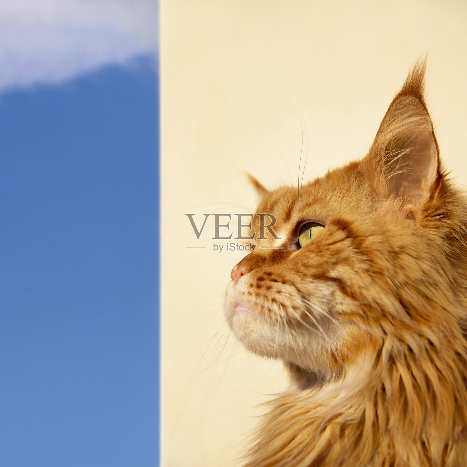 年轻的肖像(红色斑点虎斑)缅因州母猫看着天空，大圆鼻子，米色墙和蓝天，晴天，低角度视图，照片照片摄影图片