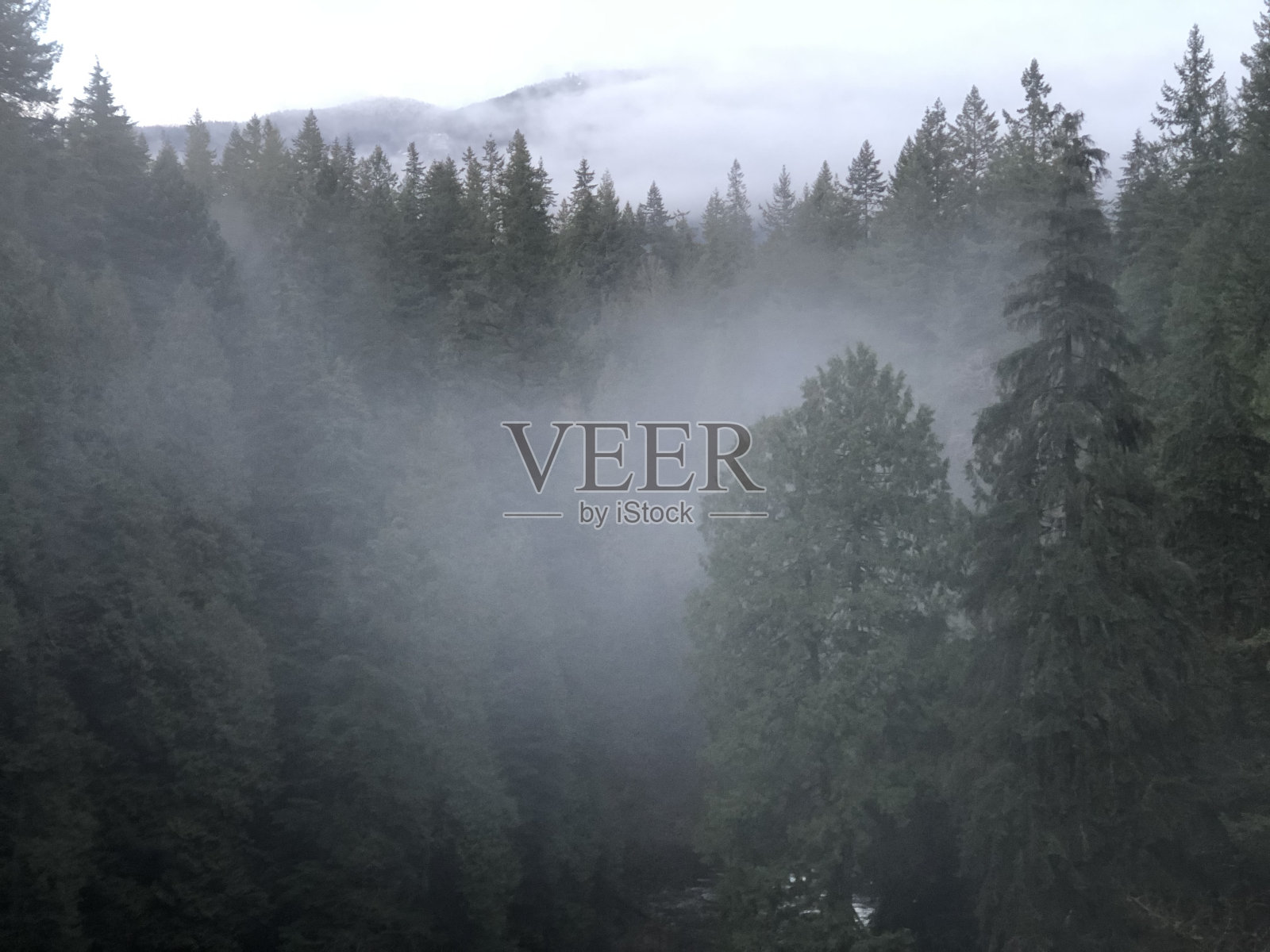 树雾照片摄影图片