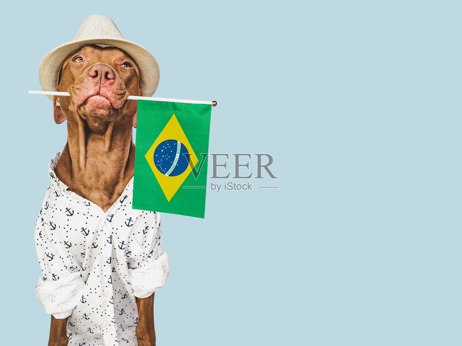 可爱的小狗，太阳帽和巴西国旗照片摄影图片