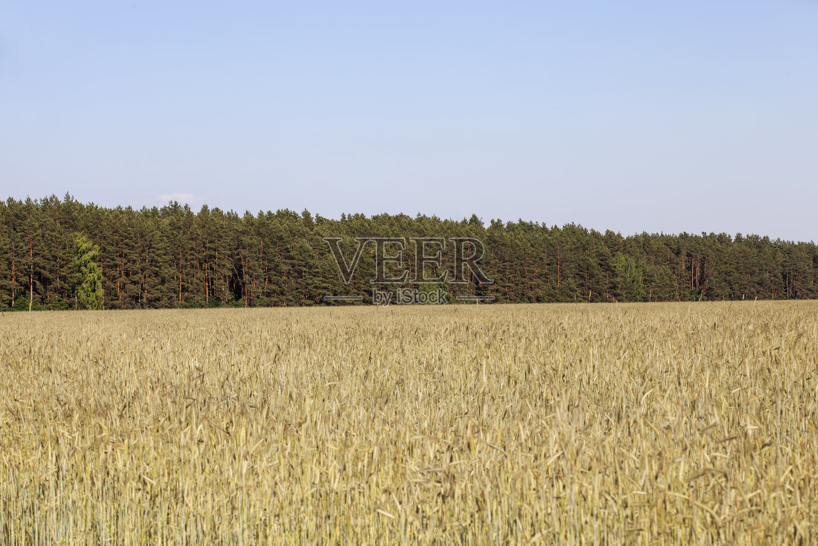 农田里有大量的黄色谷物照片摄影图片