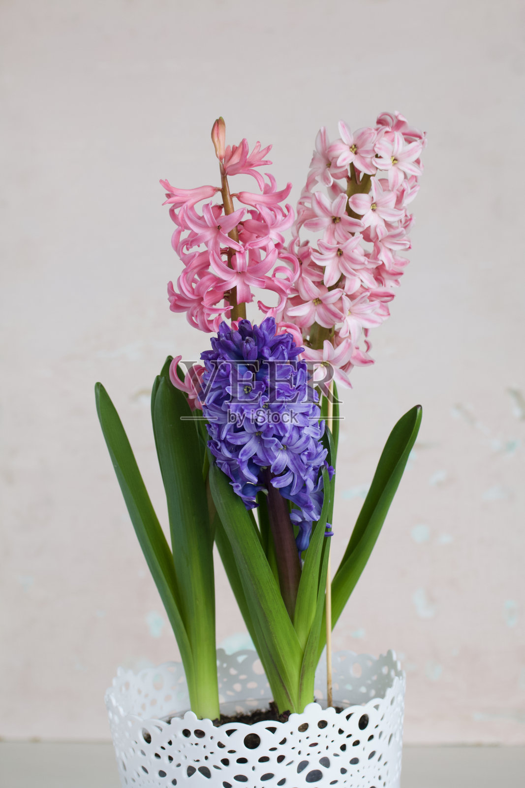 三个开花风信子在一个花盆里。不同颜色的花序。在白色的背景上。照片摄影图片