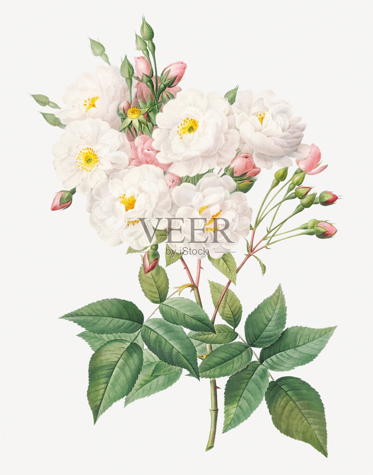 玫瑰花(Rosa Noisettiana)。古董花卉插图。插画图片素材