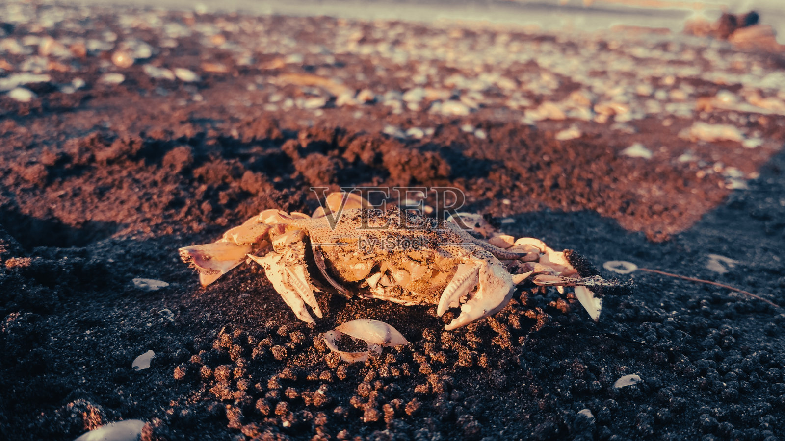 蟹壳照片摄影图片