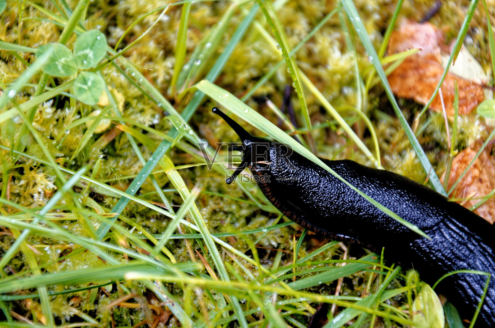 花园里草地上的黑色大蛞蝓照片摄影图片