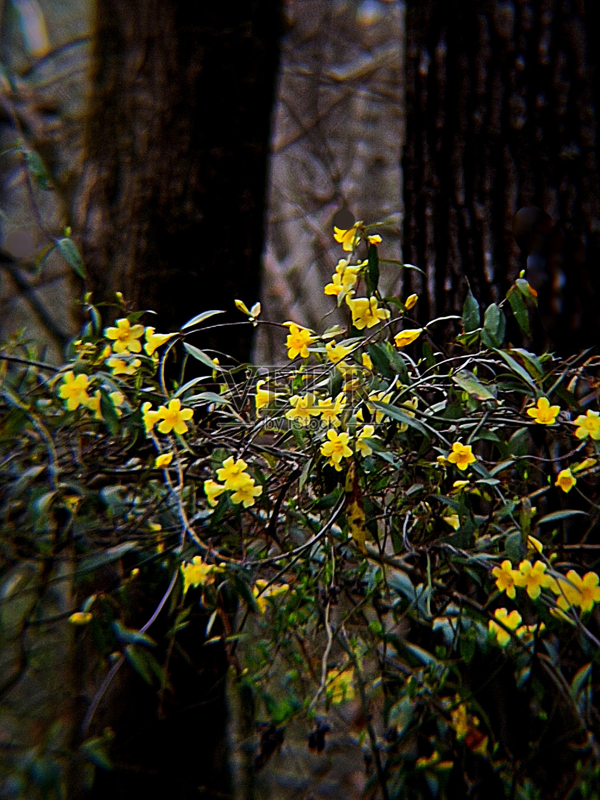 春暖花开照片摄影图片