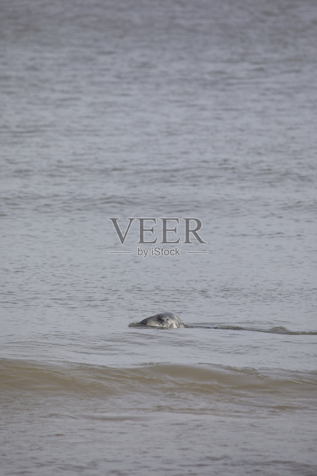 诺福克郡Hosey Gap的灰海豹照片摄影图片