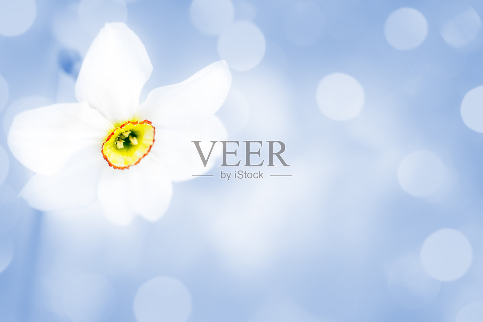 蓝色散景背景上的水仙花照片摄影图片