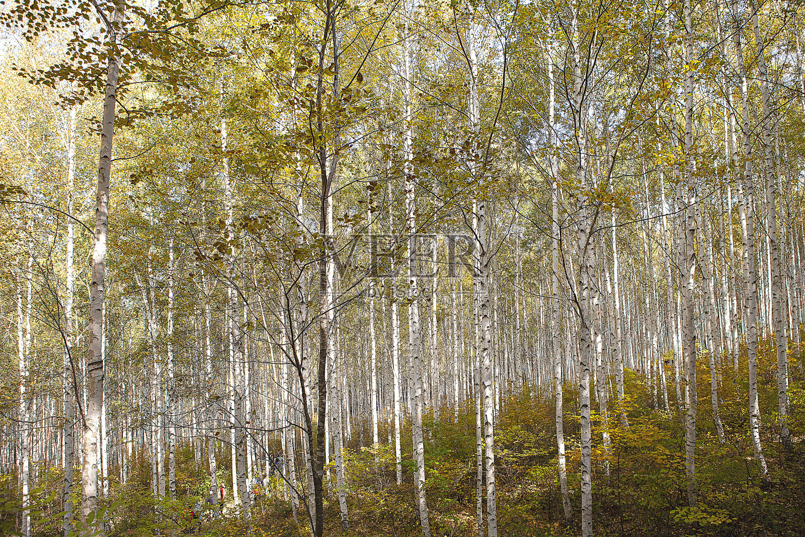 森林照片摄影图片