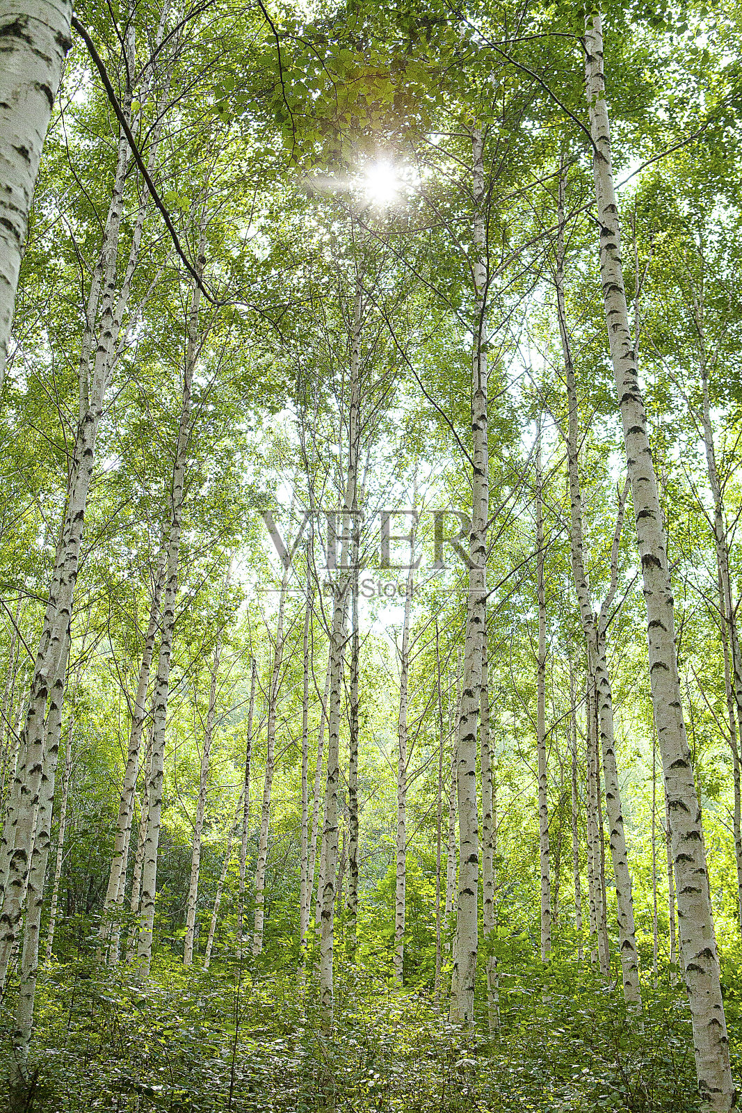 森林照片摄影图片