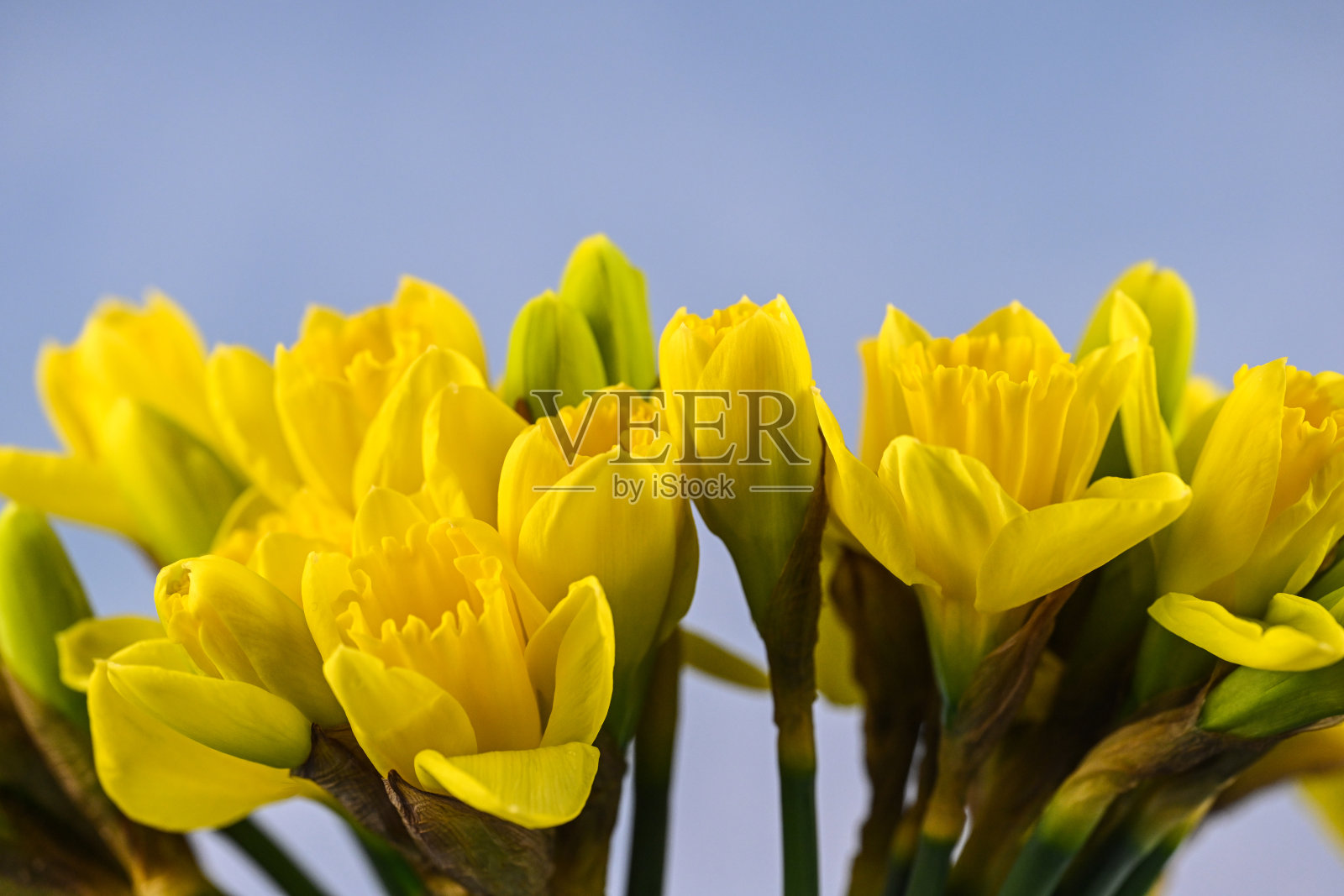 水仙花儿照片摄影图片