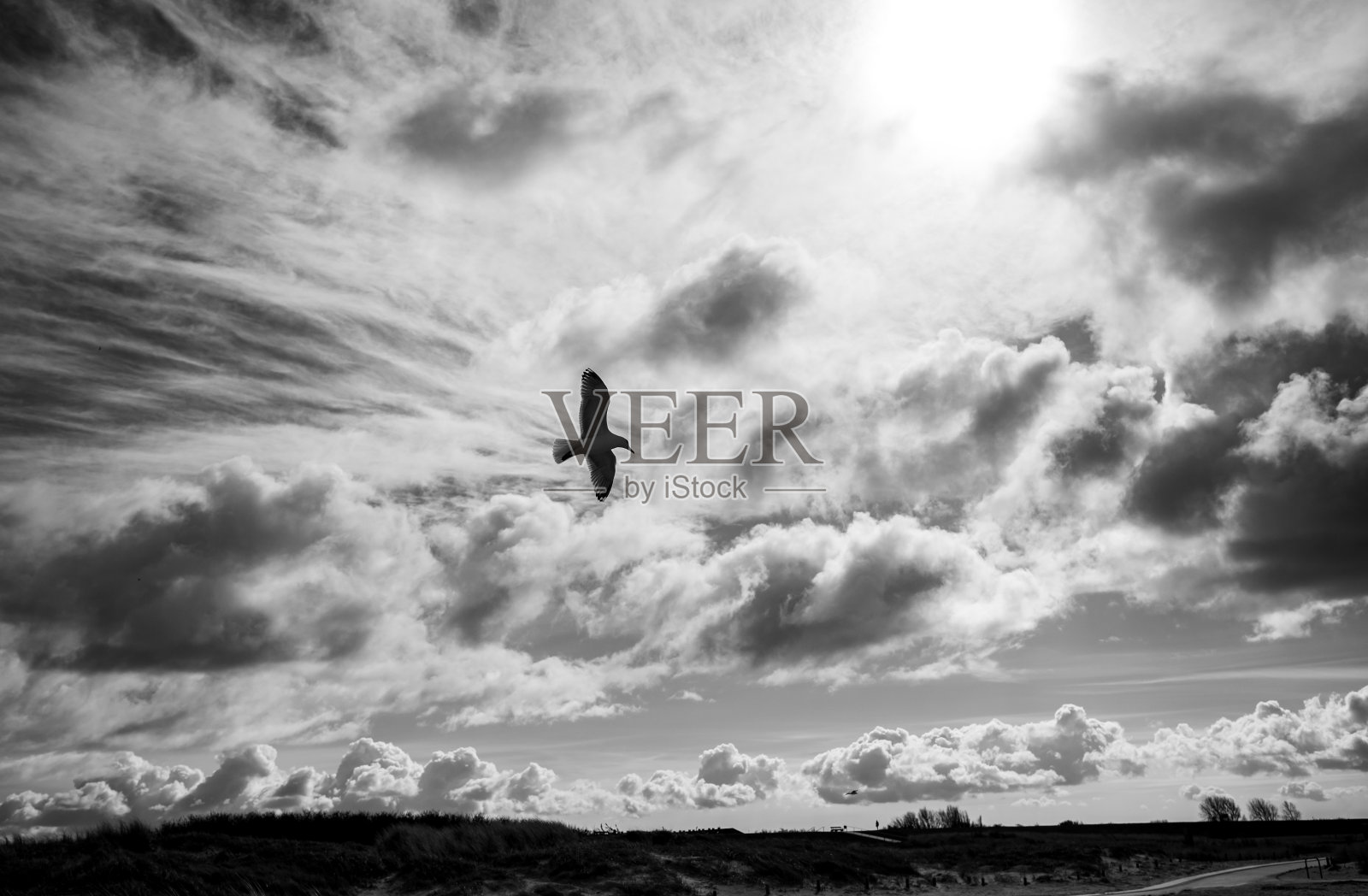 在德国下萨克森州东弗里斯尼亚的北海，在冬天，海鸥在多云的天空中飞翔照片摄影图片