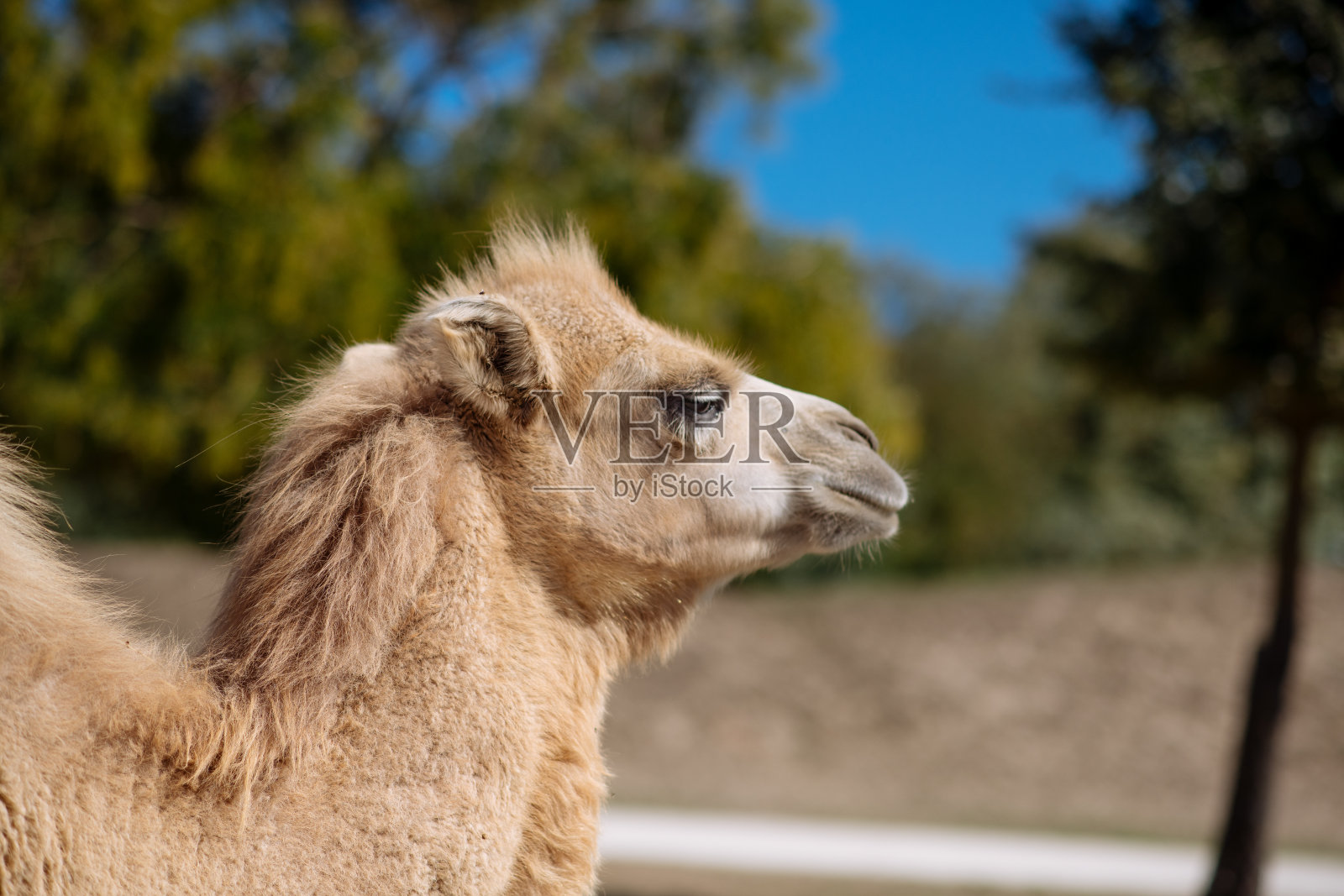 骆驼的本质照片摄影图片