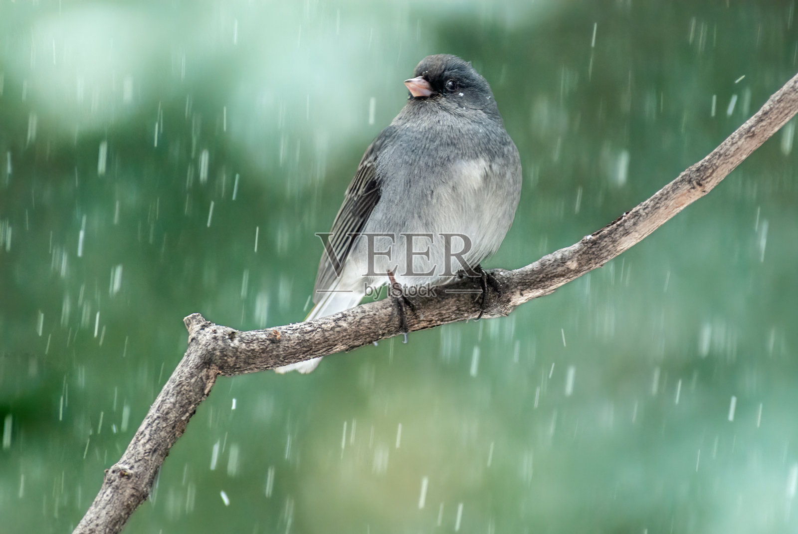 黑眼Junco照片摄影图片