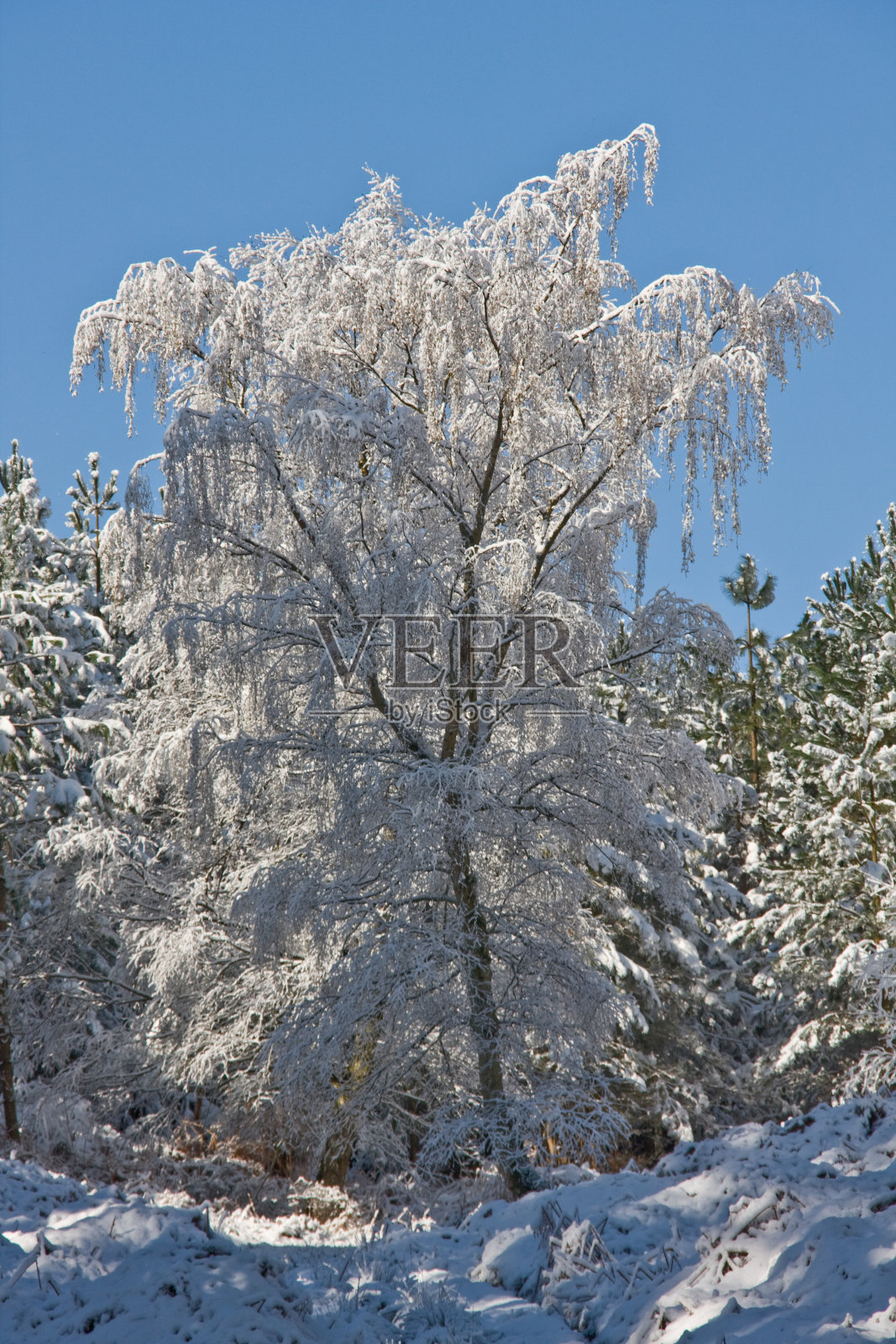 一个阳光明媚的冬日，在坎诺克追逐上有霜冻的树木照片摄影图片