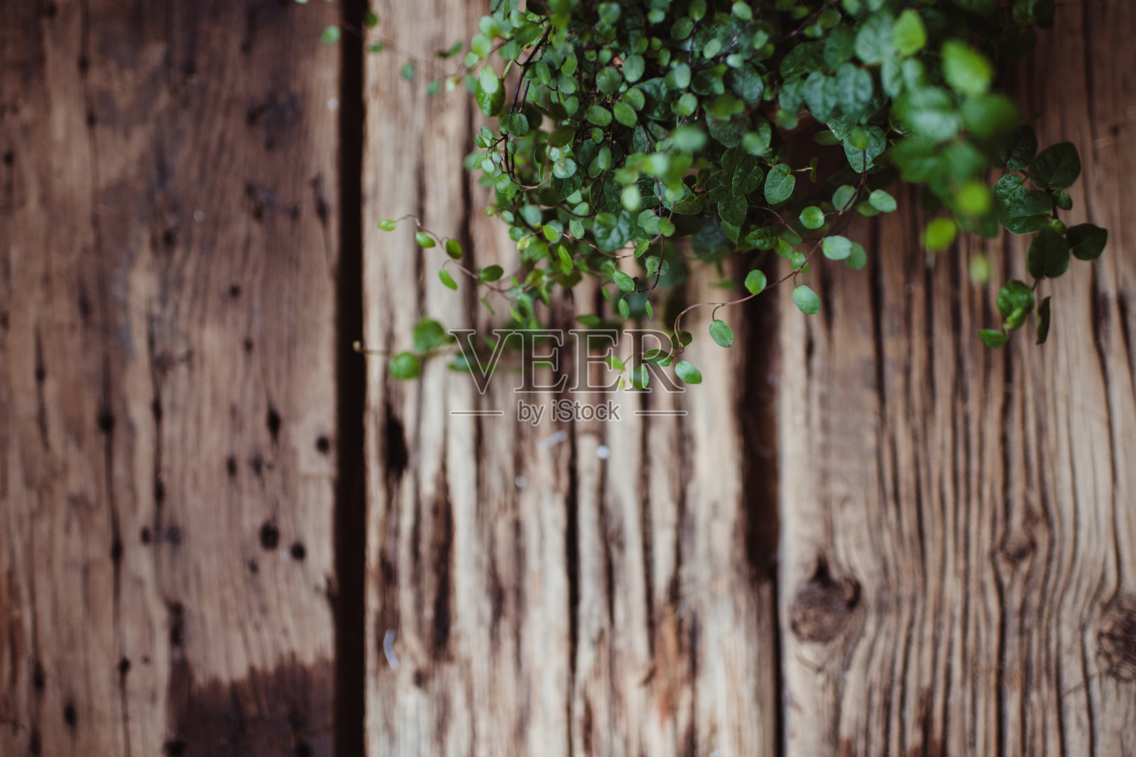 植物平面图像与木材背景照片摄影图片