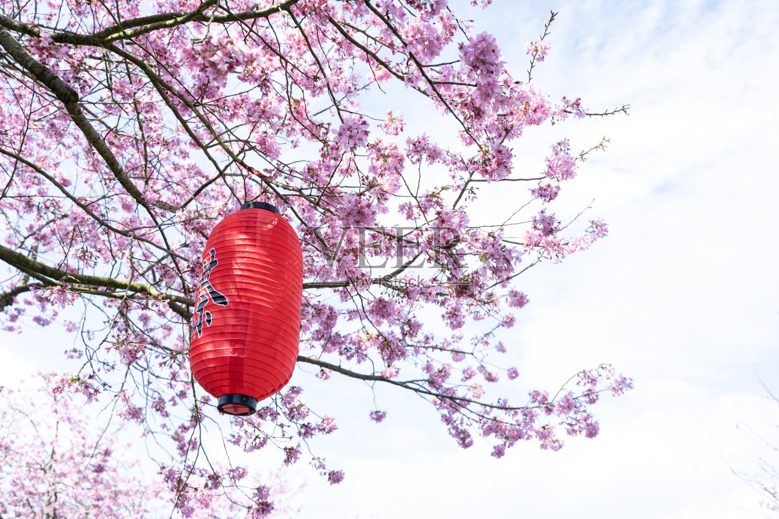 茶园里的樱花照片摄影图片