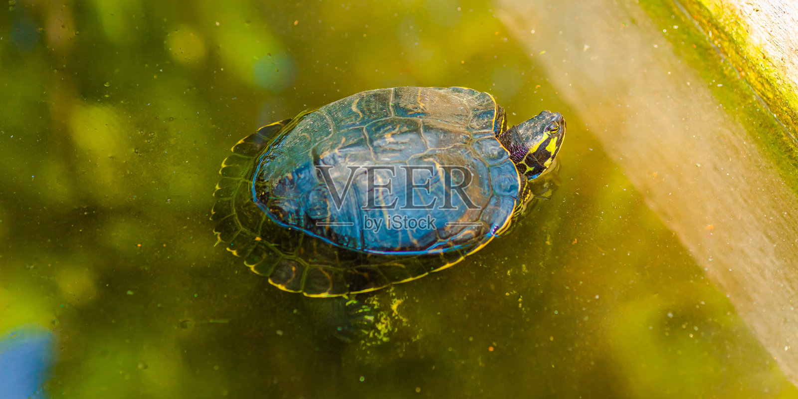 乌龟照片摄影图片