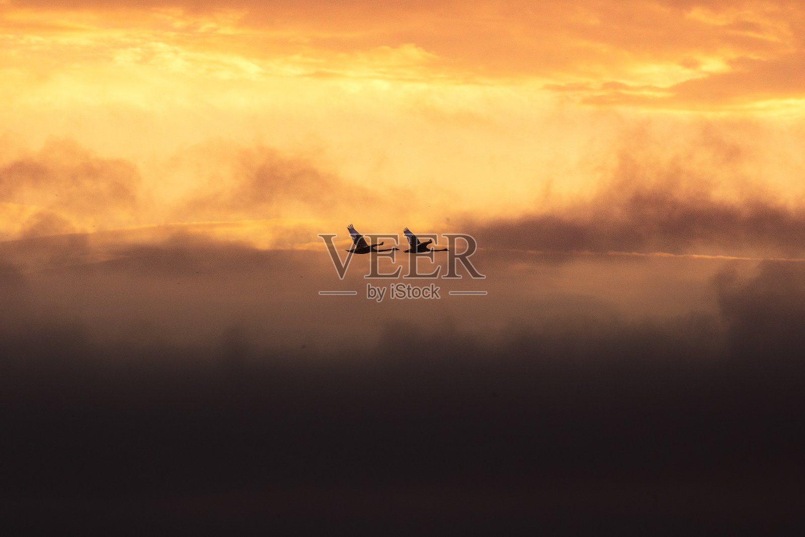 两只天鹅在明亮温暖的日出和引人注目的金色天空的映衬下飞翔照片摄影图片