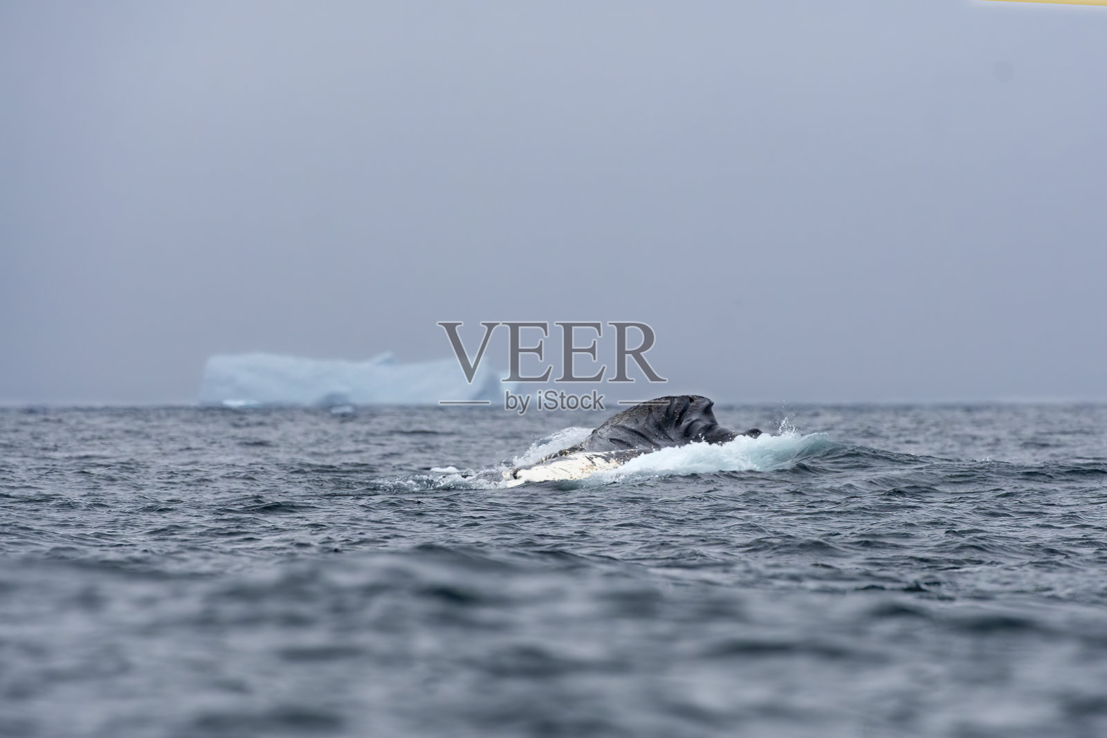 座头鲸在南极水域和环境中进食。南极洲照片摄影图片