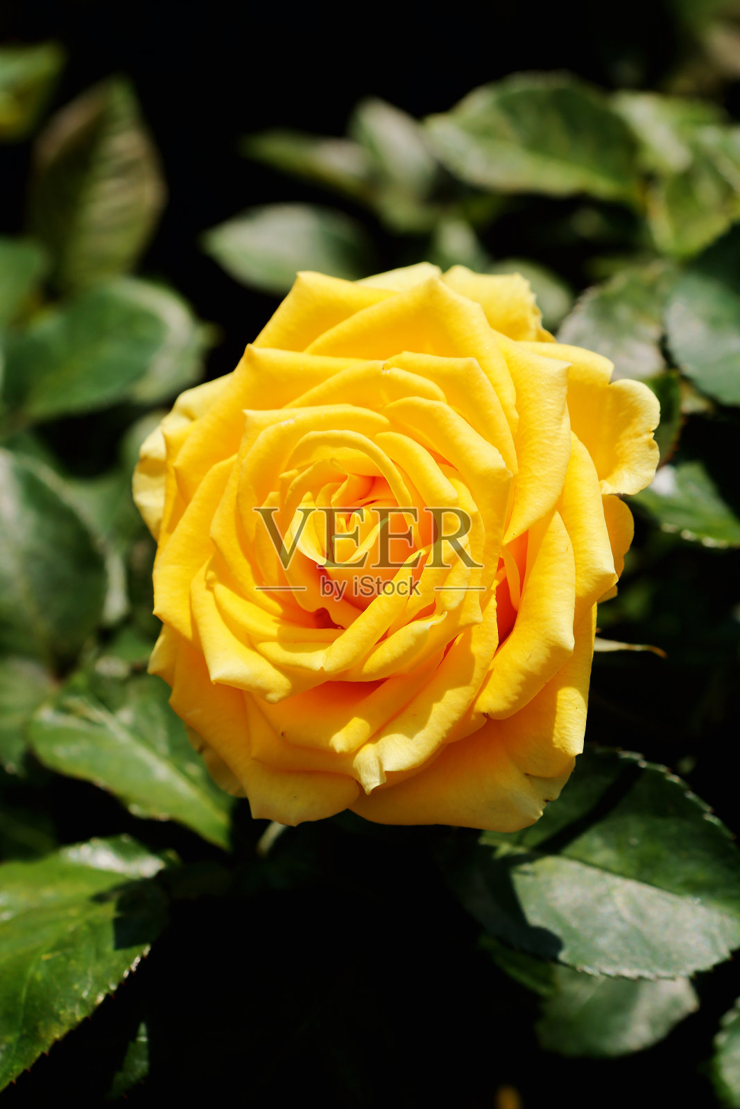 黄玫瑰照片摄影图片