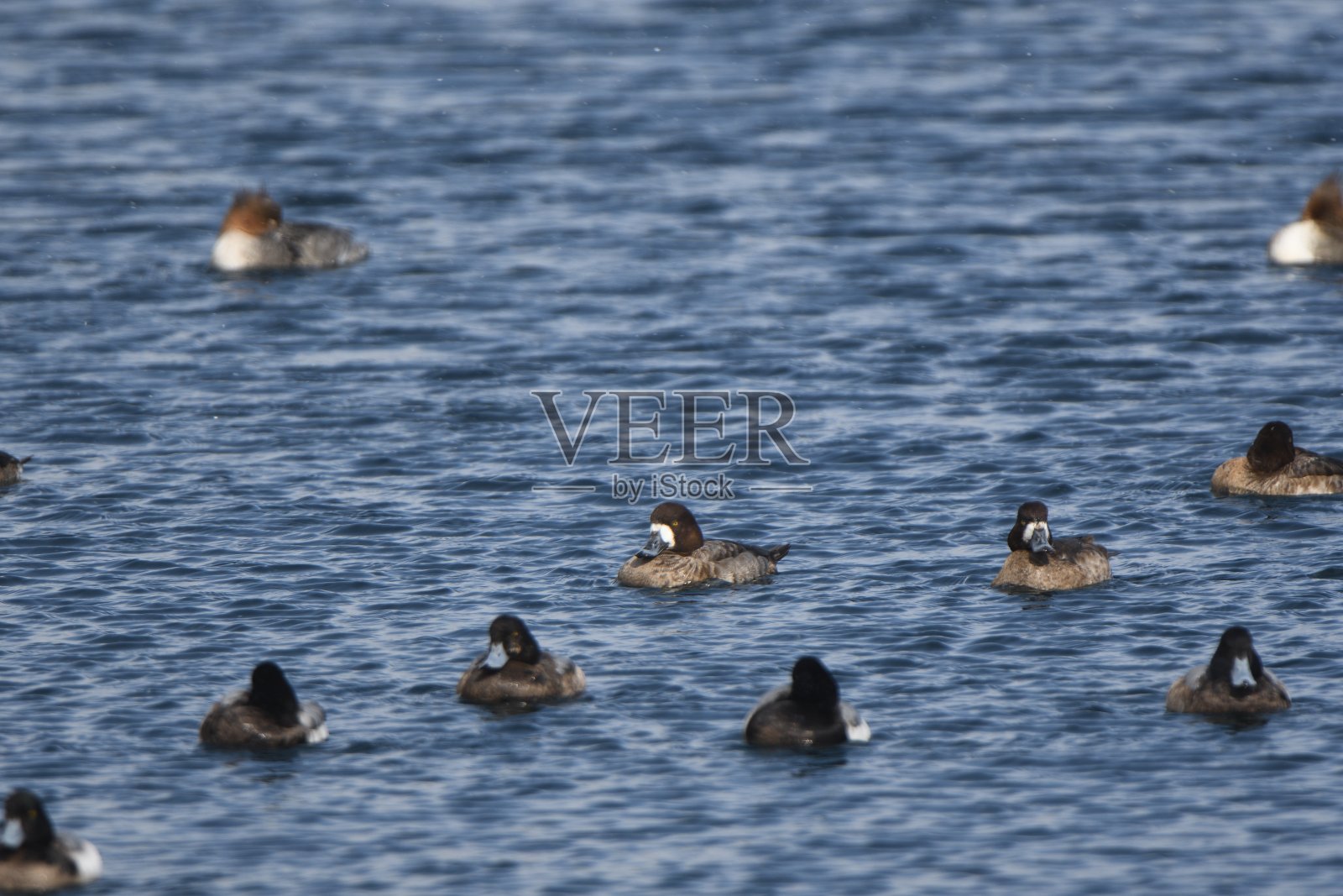 在北海道知床市罗须港漂浮着一群大鲟鱼照片摄影图片