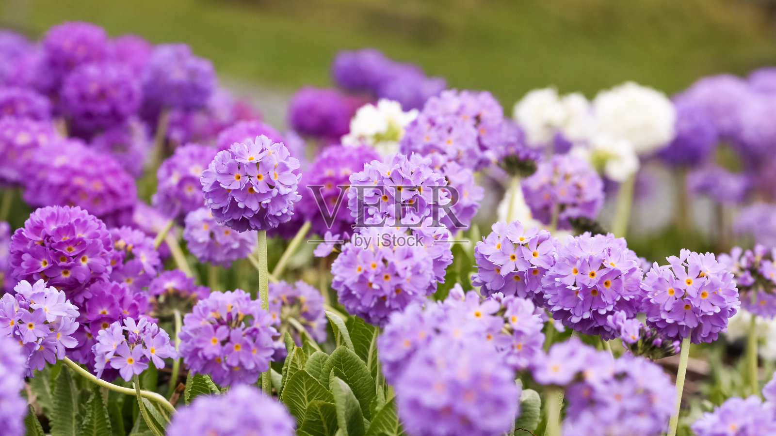 盛开的紫色小报春花照片摄影图片