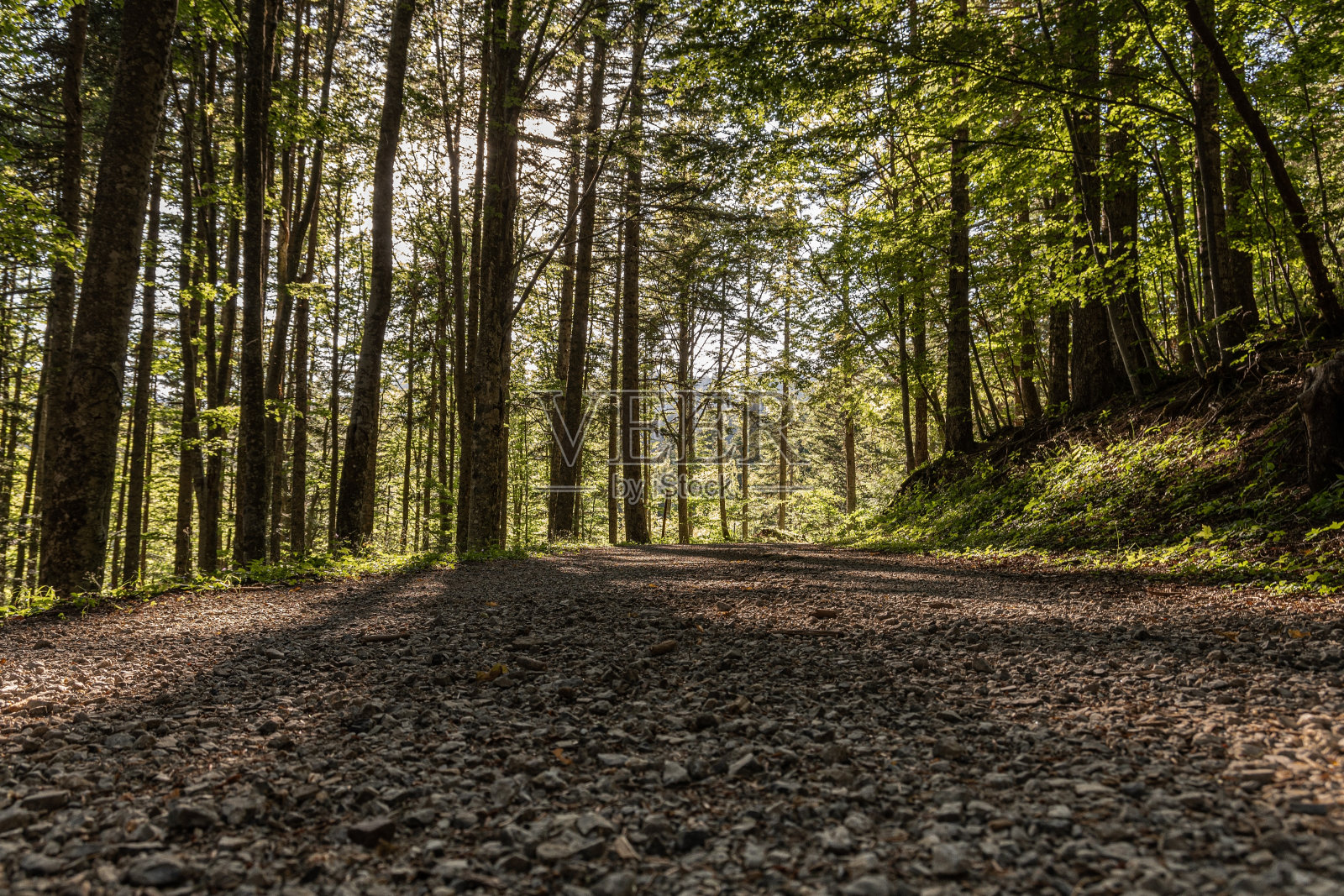 树林里的一条路照片摄影图片