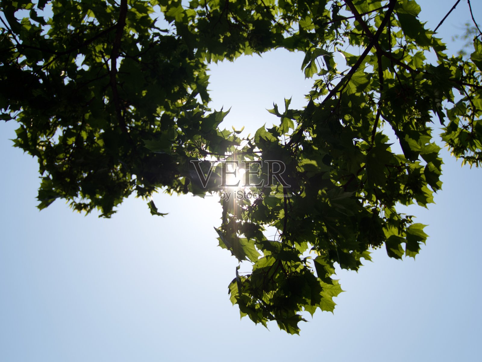 阳光透过树叶照片摄影图片