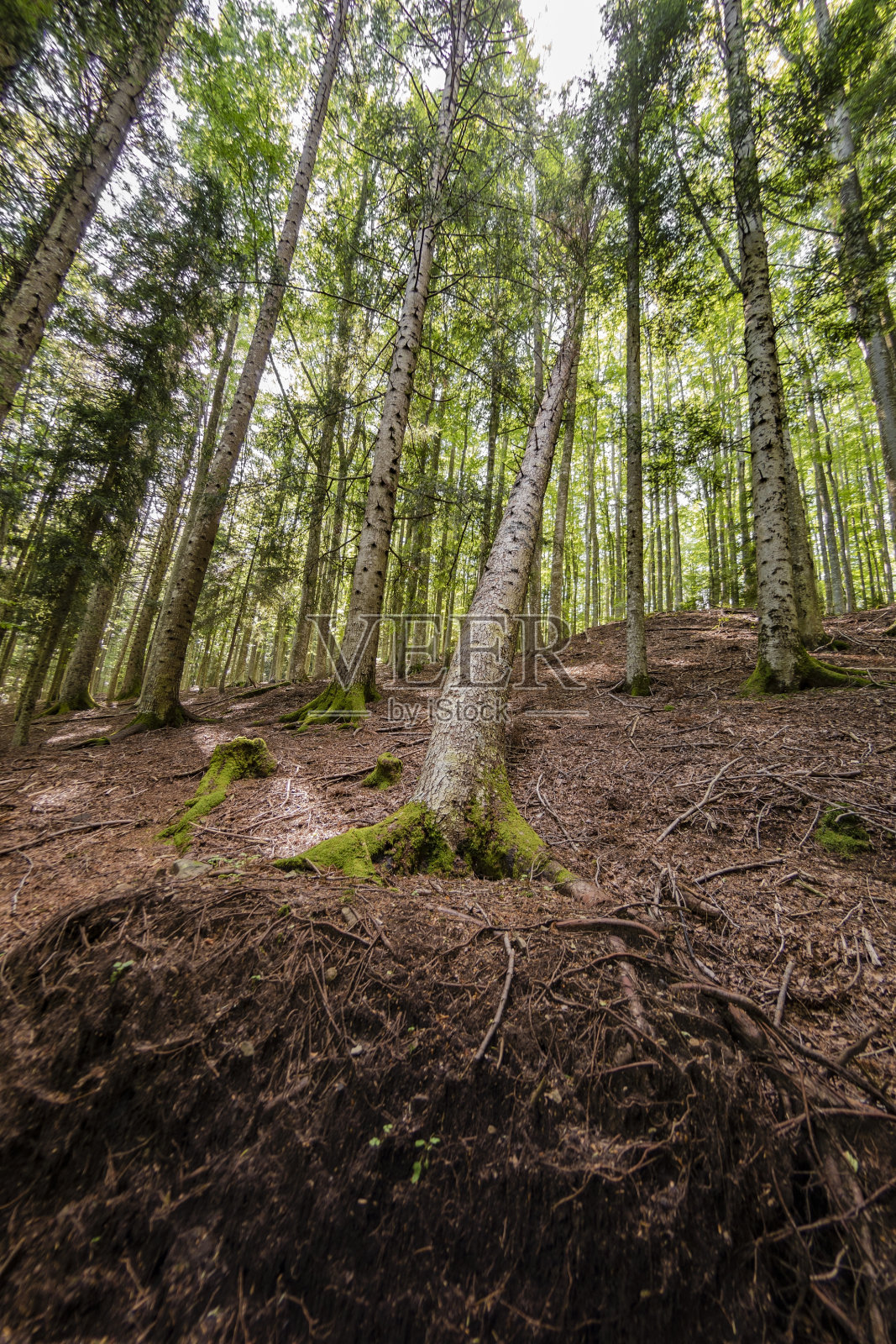 森林内的自然景观照片摄影图片