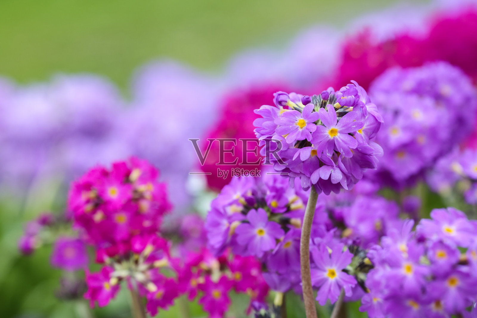 盛开的紫色小报春花照片摄影图片