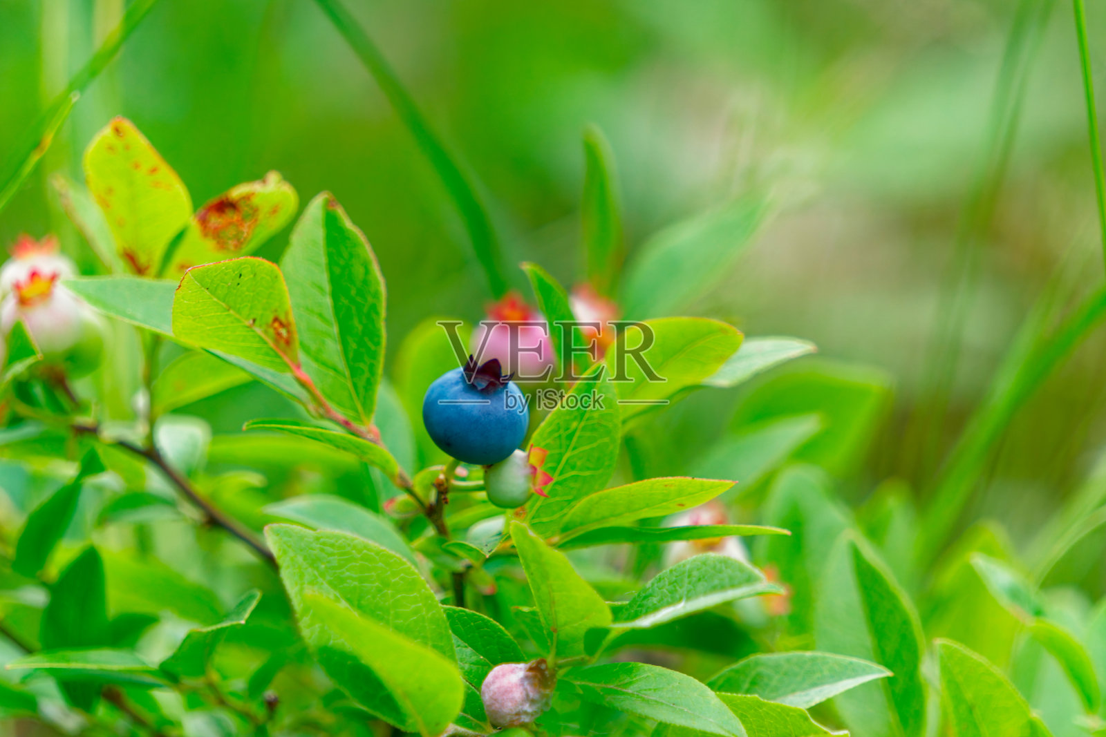 森林里的野生蓝莓特写。照片摄影图片