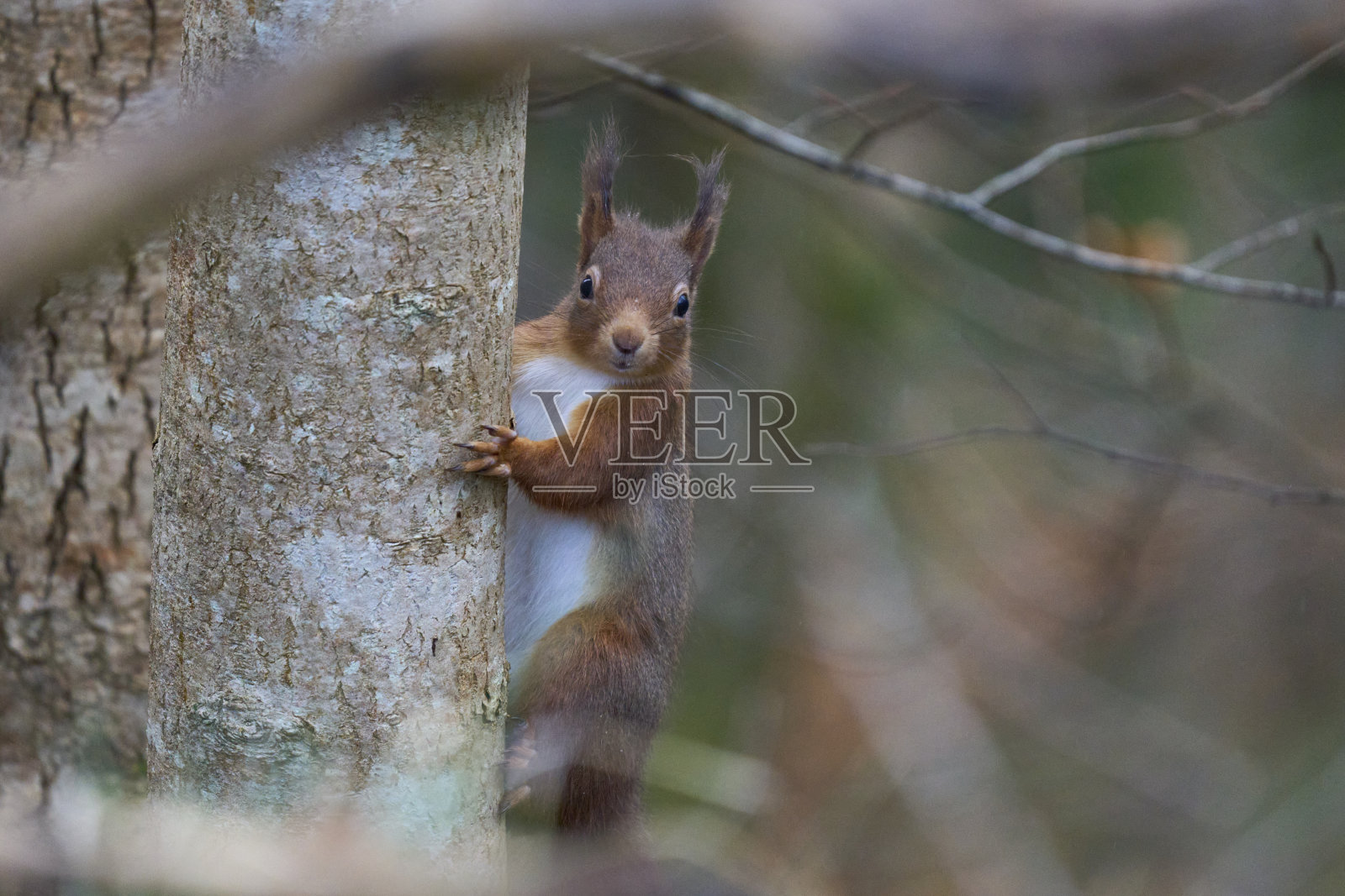 红松鼠吃东西照片摄影图片