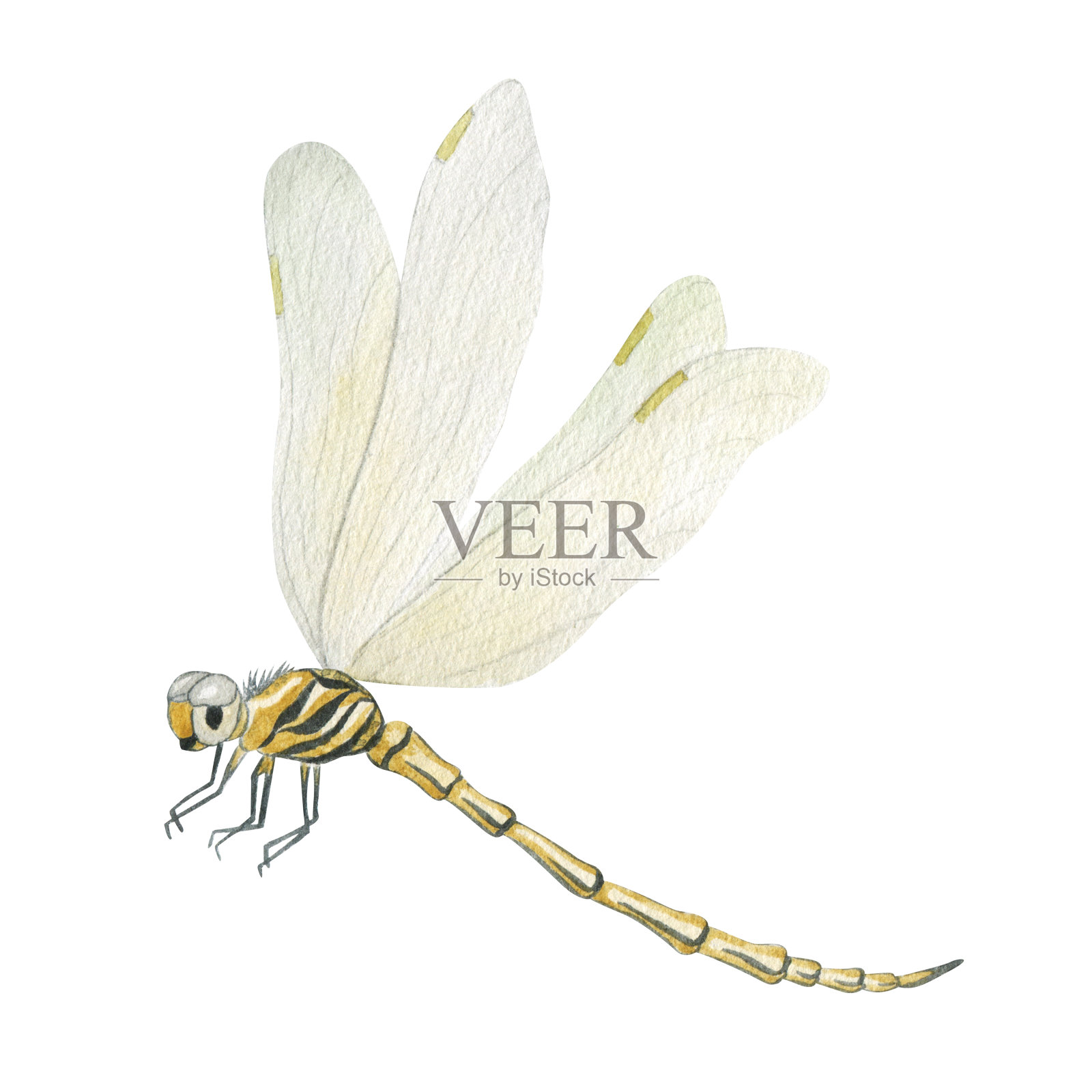 黄色的蜻蜓。手绘水彩插图。孤立在白色背景上。插画图片素材