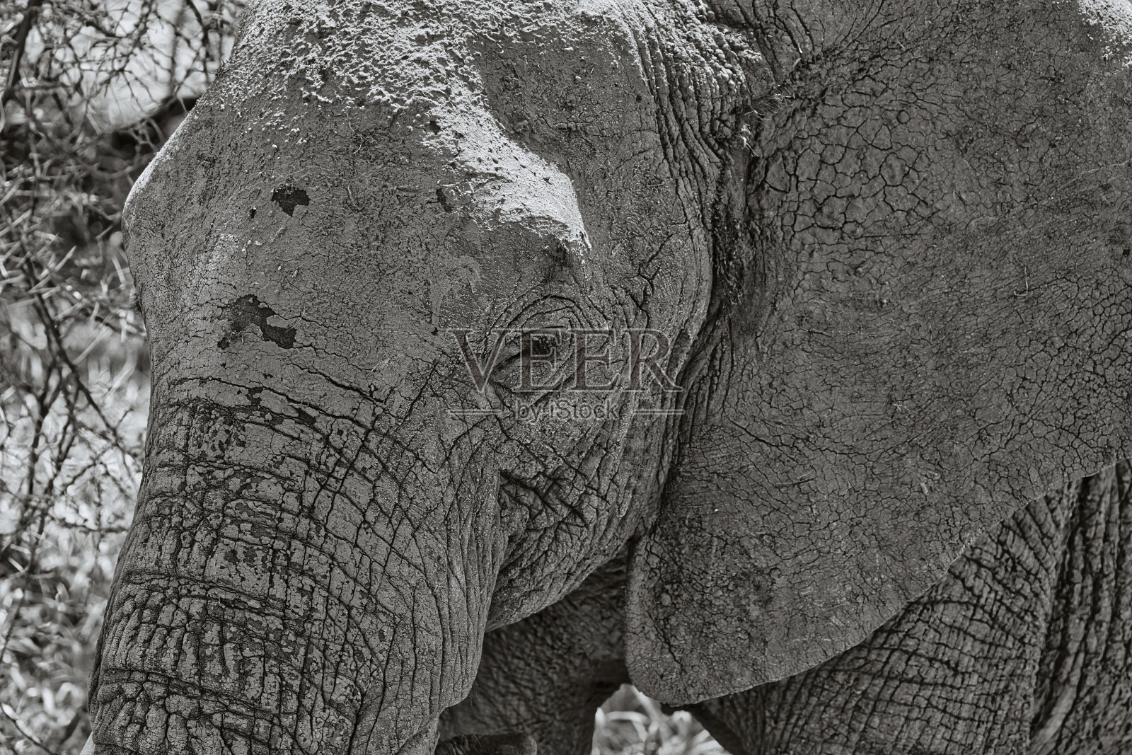 非洲大象在非洲塔兰吉尔国家公园的肖像照片摄影图片